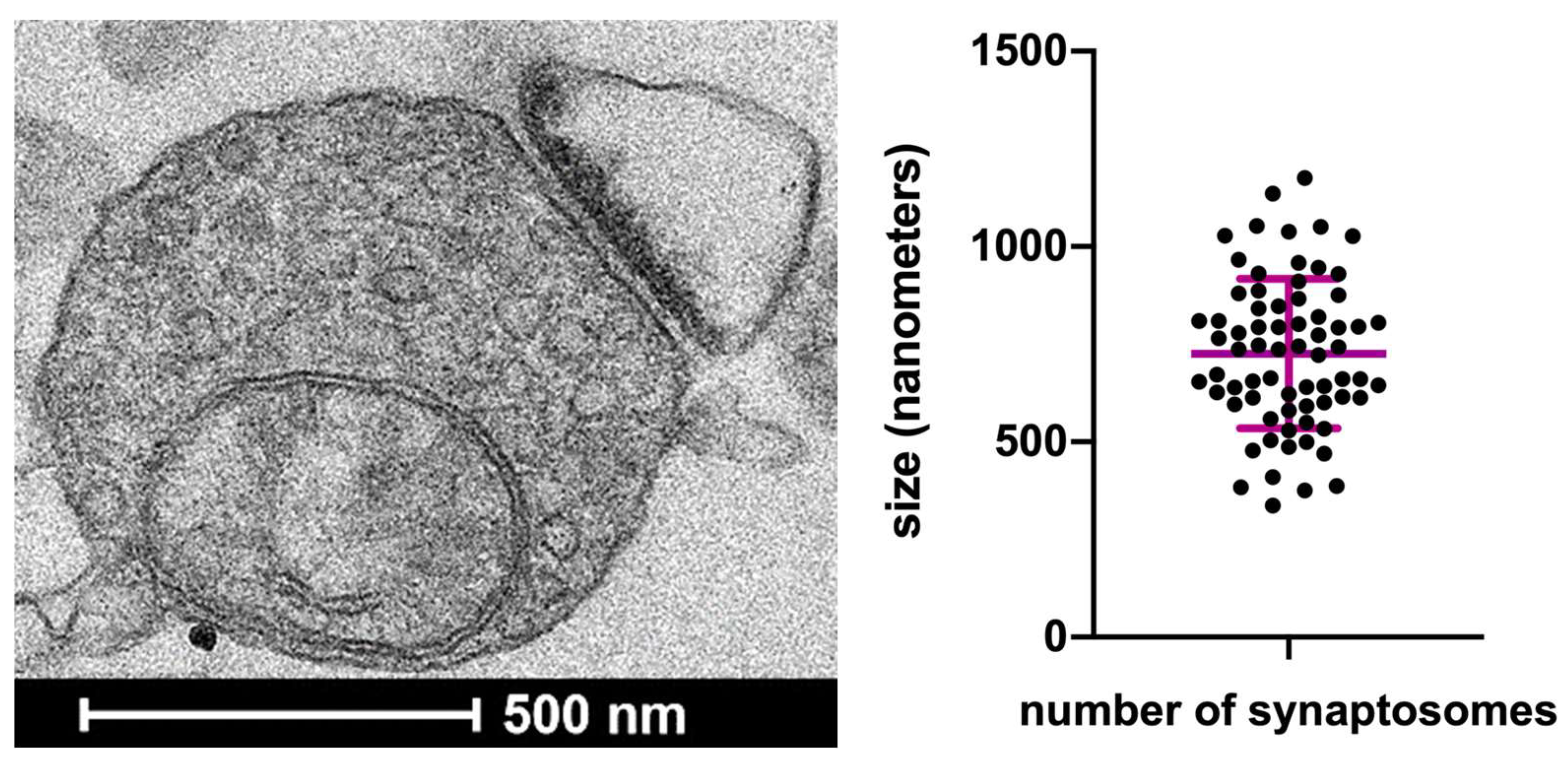 Biomedicines 11 03152 g002