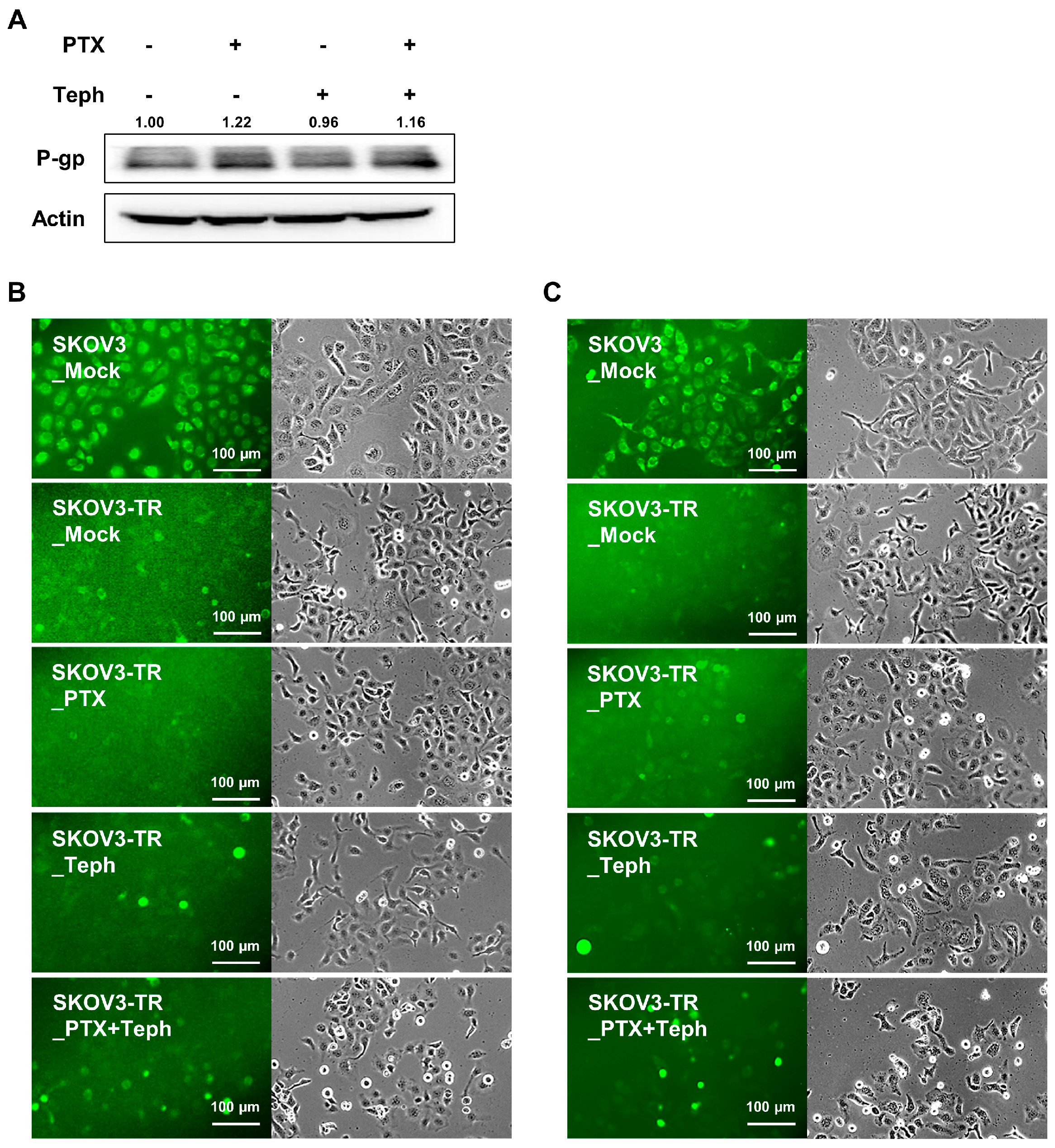 Biomedicines 11 03155 g004