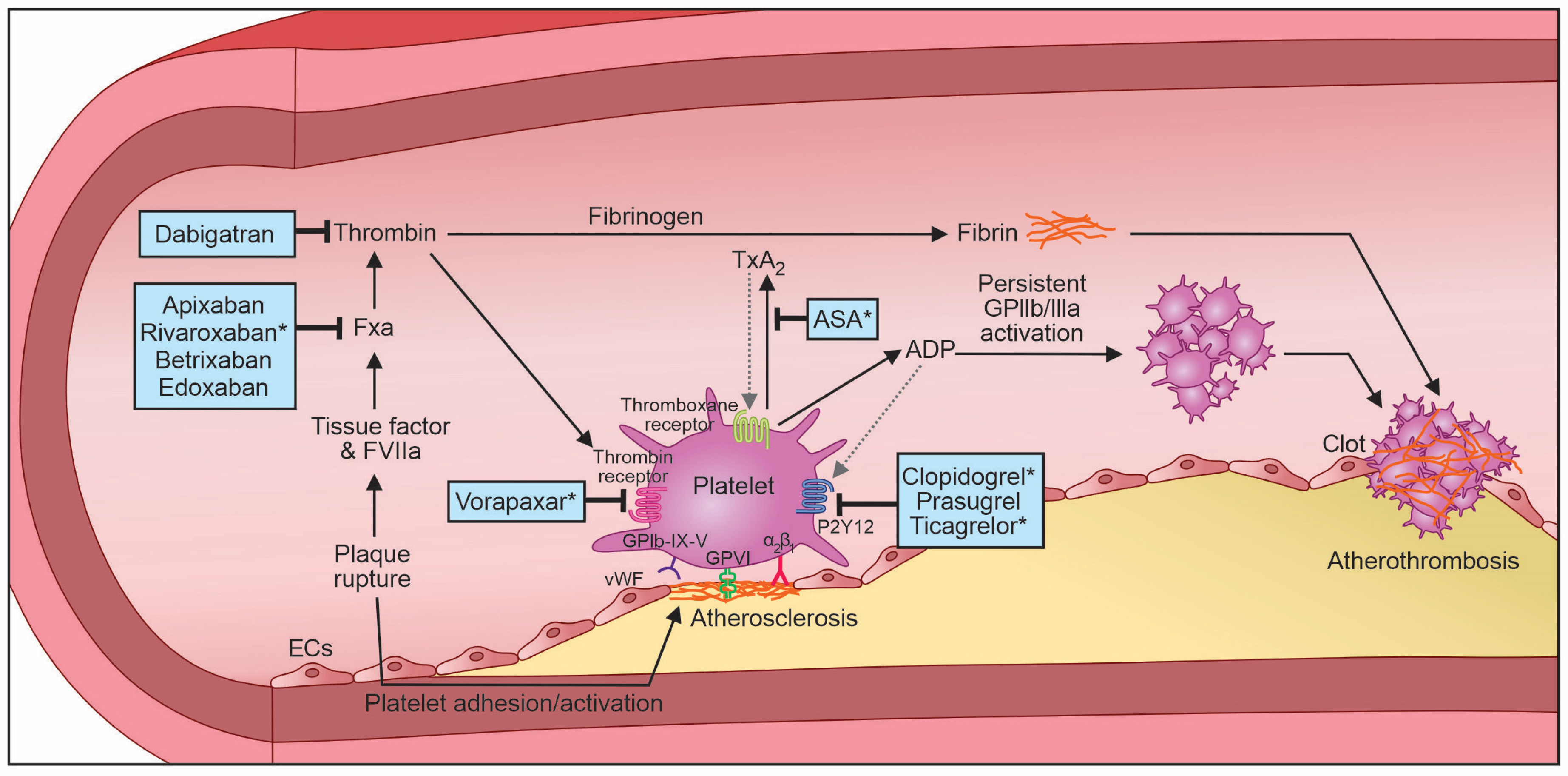 Biomedicines 11 03157 g004
