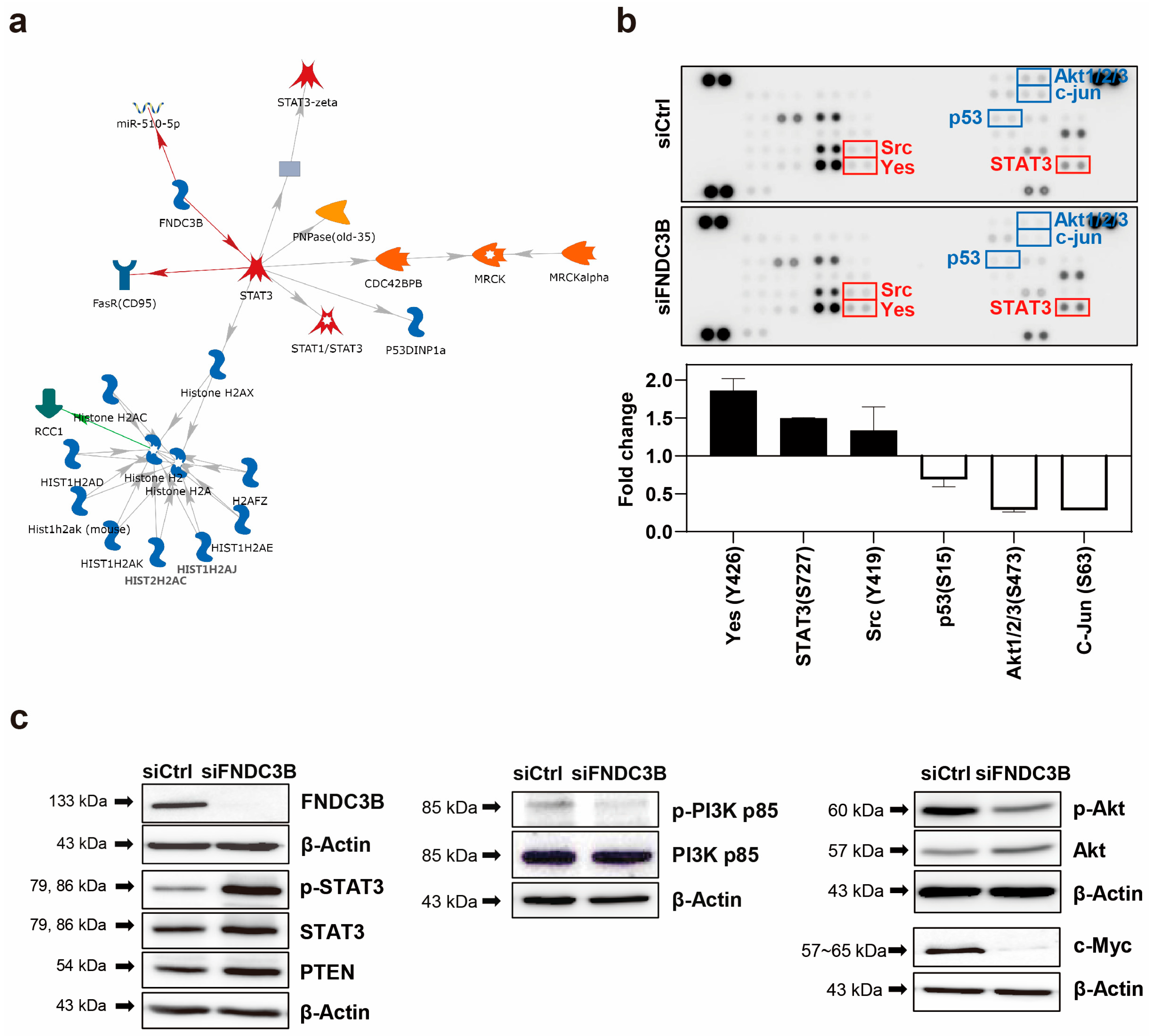 Biomedicines 11 03168 g005 Biomedicines 11 03168 g005