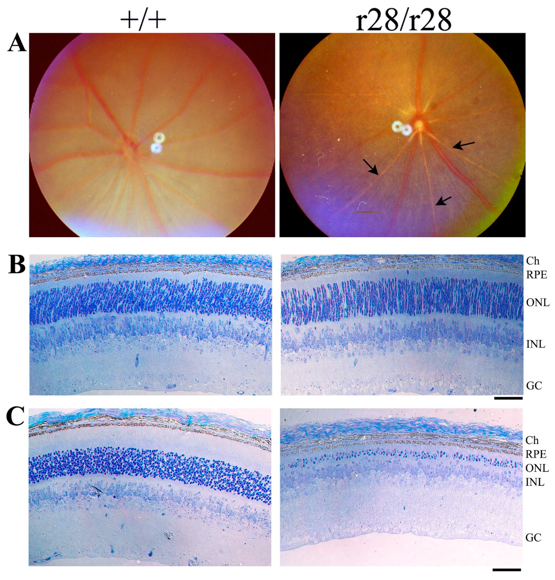 Biomedicines 11 03173 g001 Biomedicines 11 03173 g001