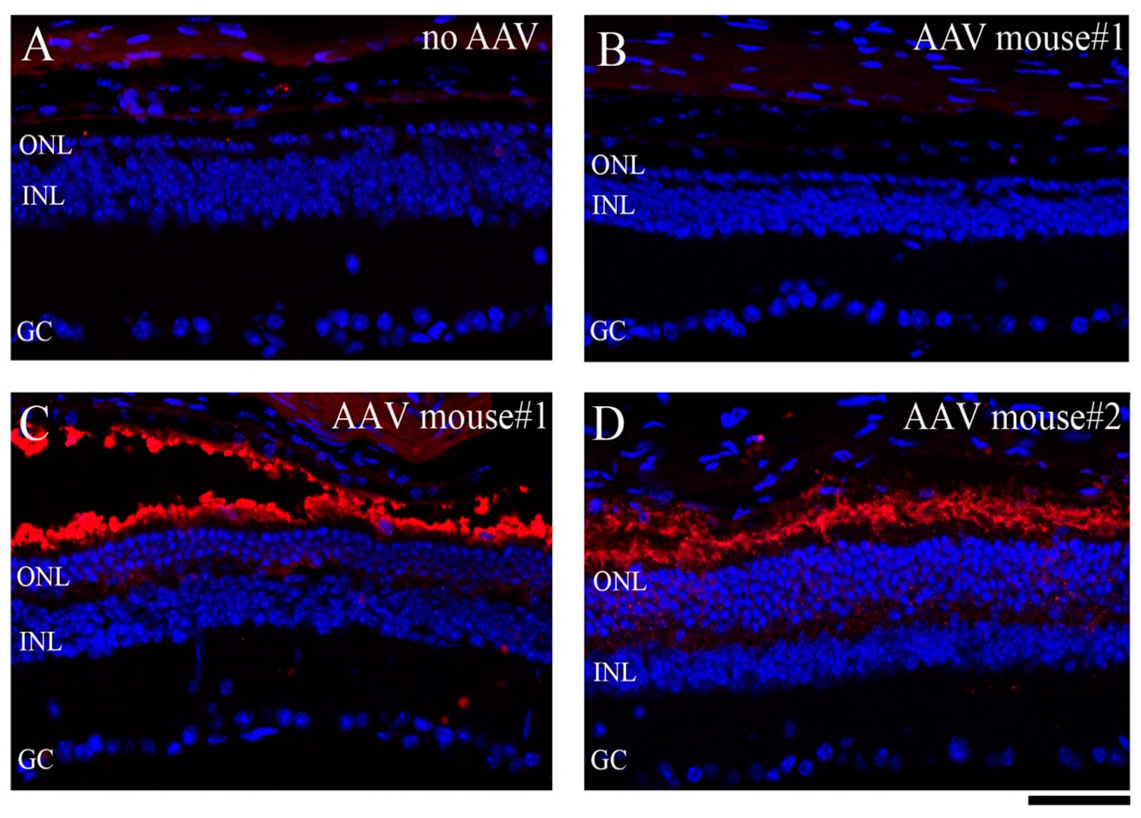 Biomedicines 11 03173 g005 Biomedicines 11 03173 g005