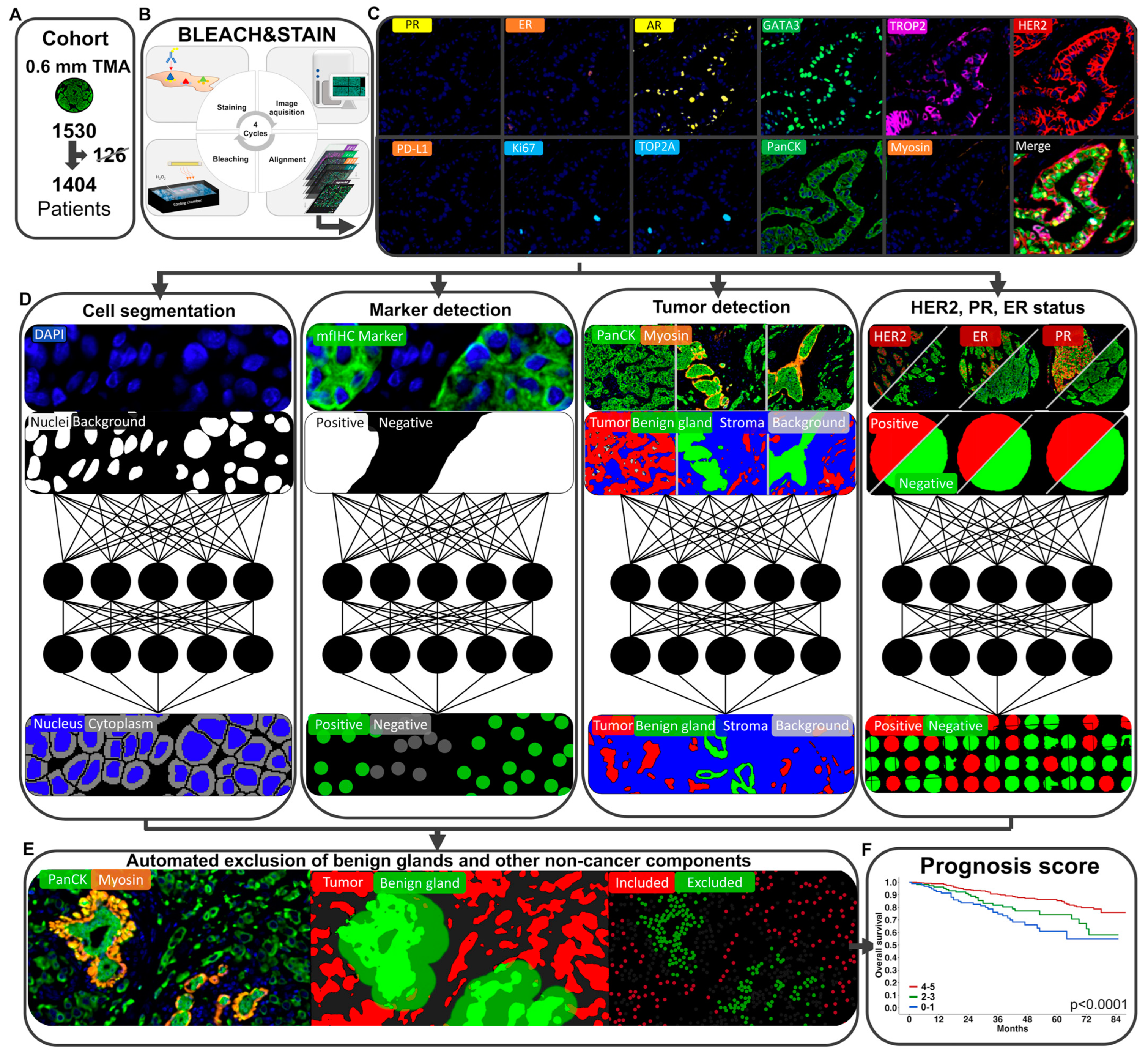 Biomedicines 11 03175 g001