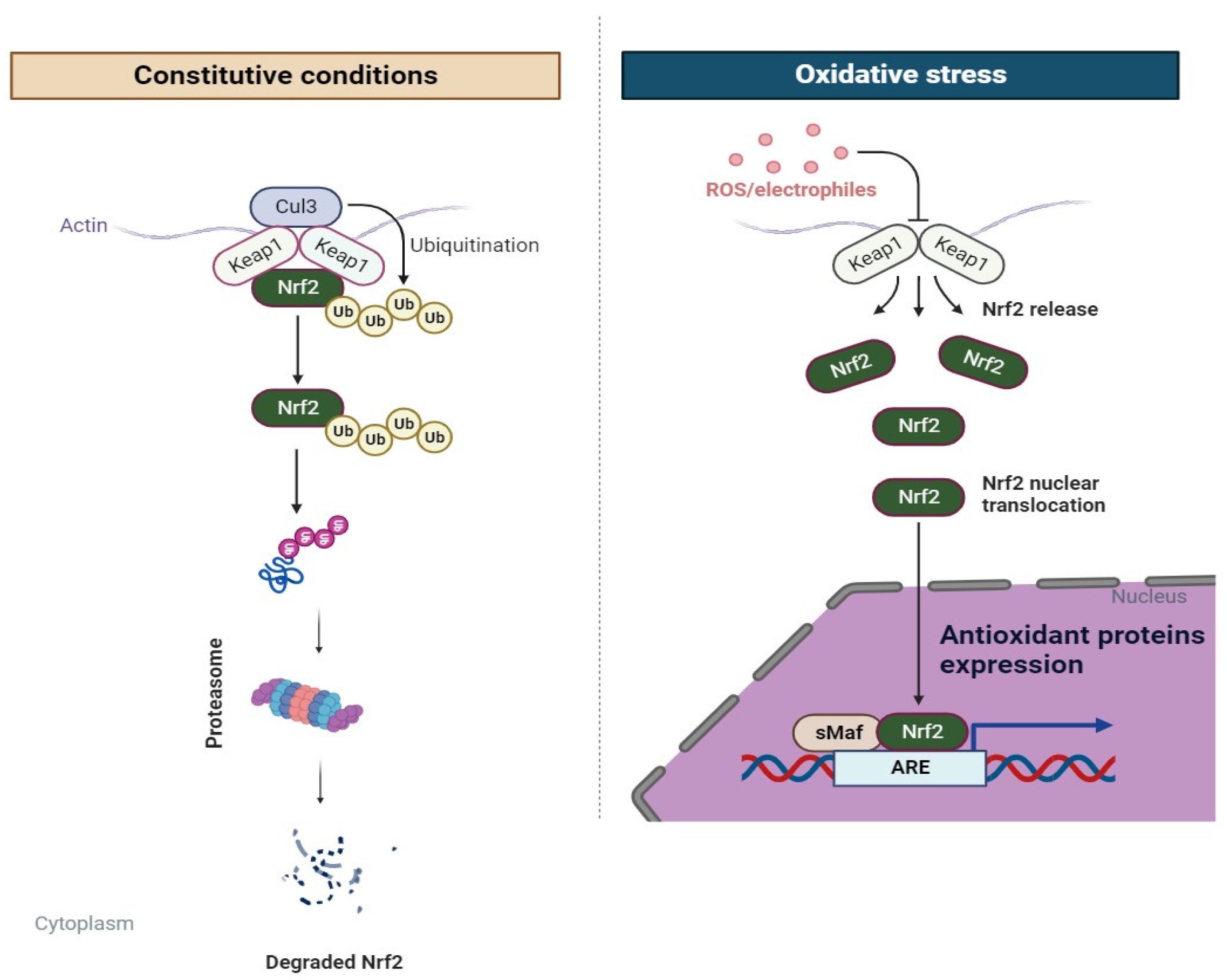 Anti-Osteoarthritis Mechanism of the Nrf2 Signaling Pathway