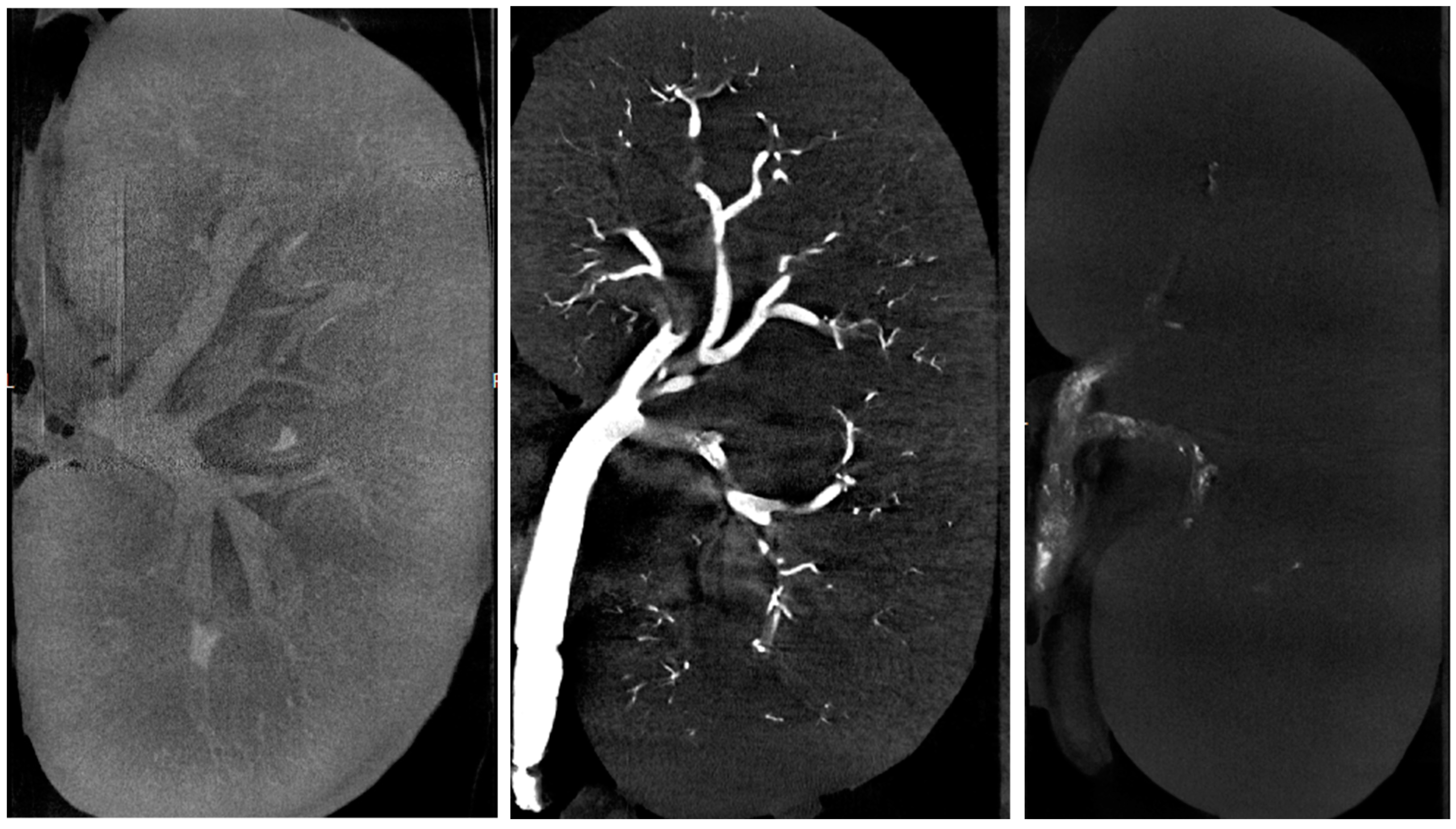 Biomedicines 11 03177 g003