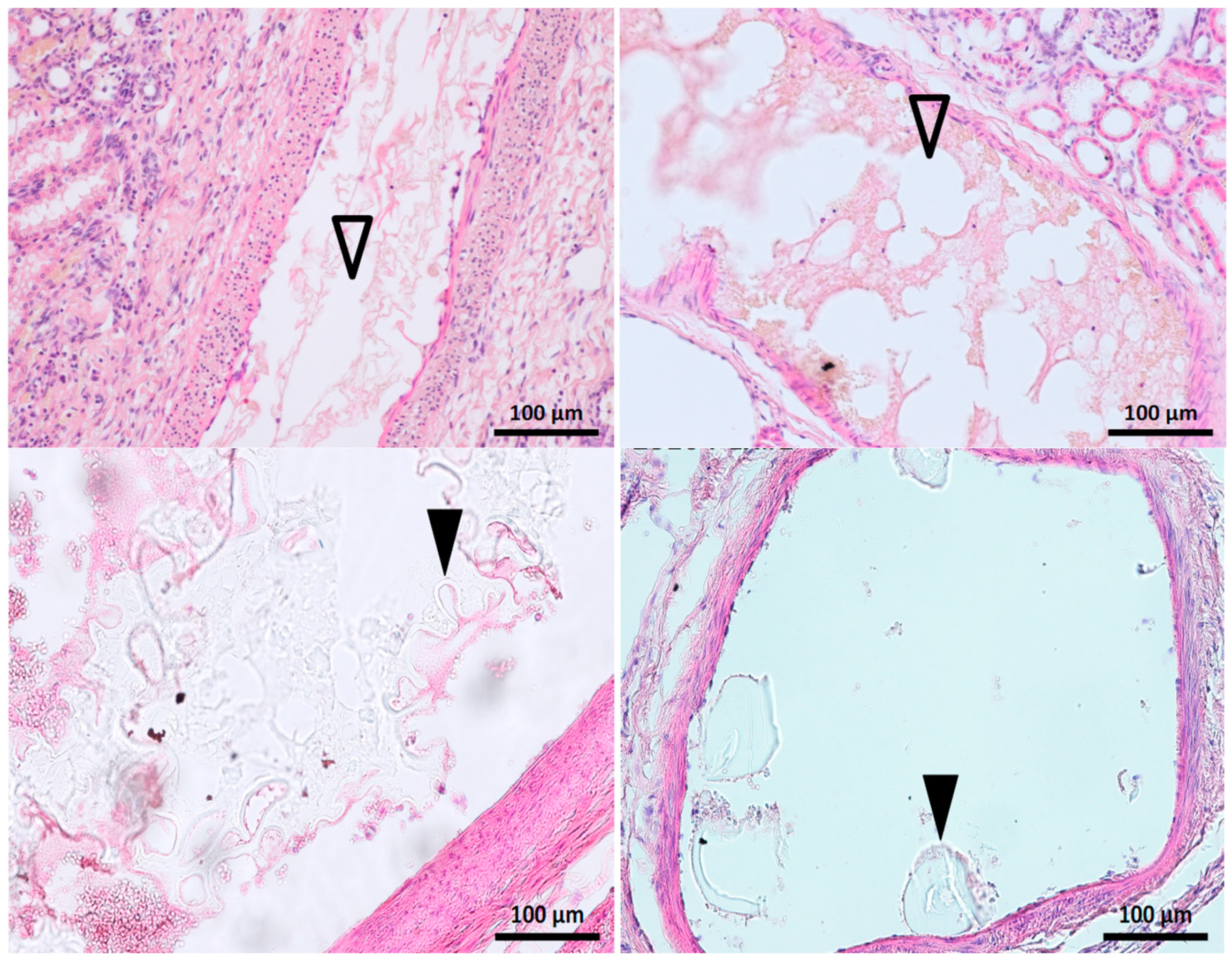 Biomedicines 11 03177 g006