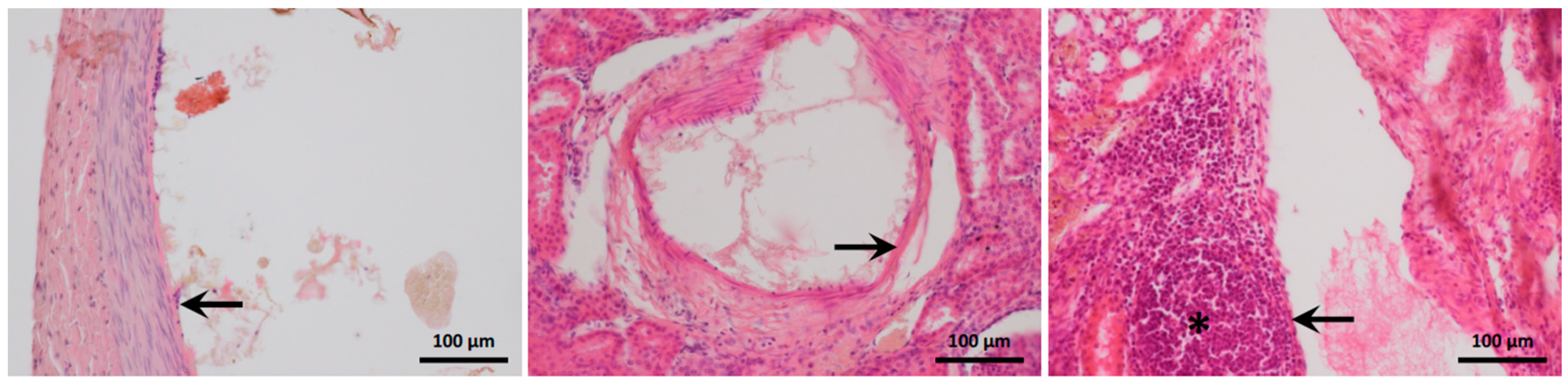 Biomedicines 11 03177 g007