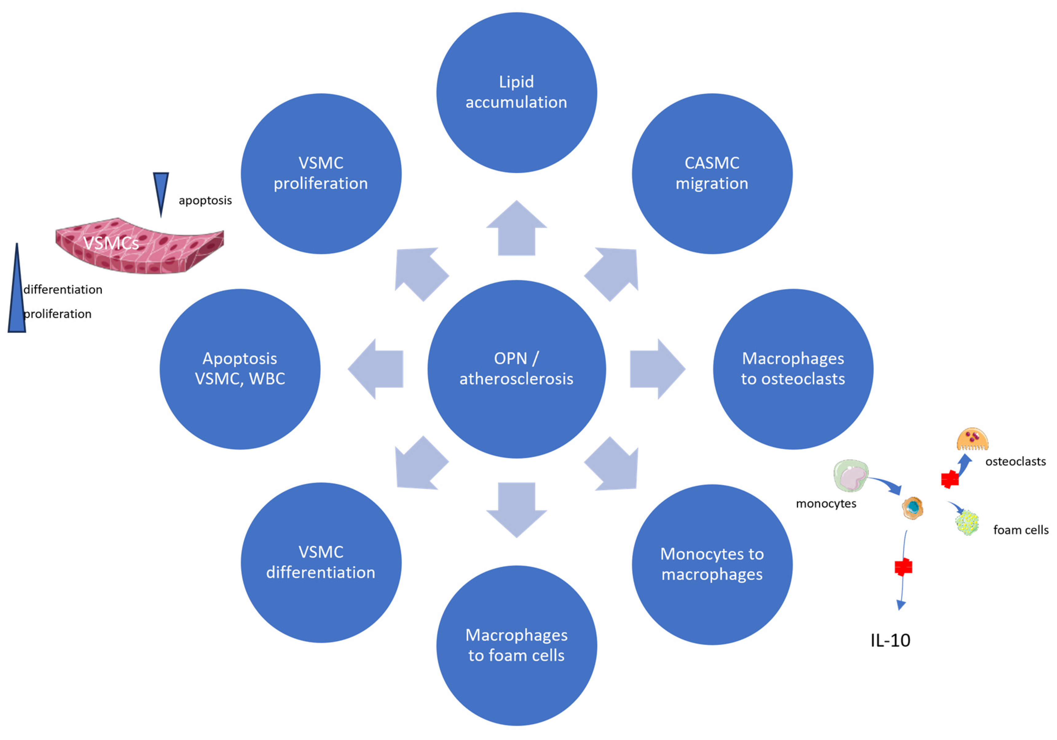 Biomedicines 11 03178 g001 Biomedicines 11 03178 g001