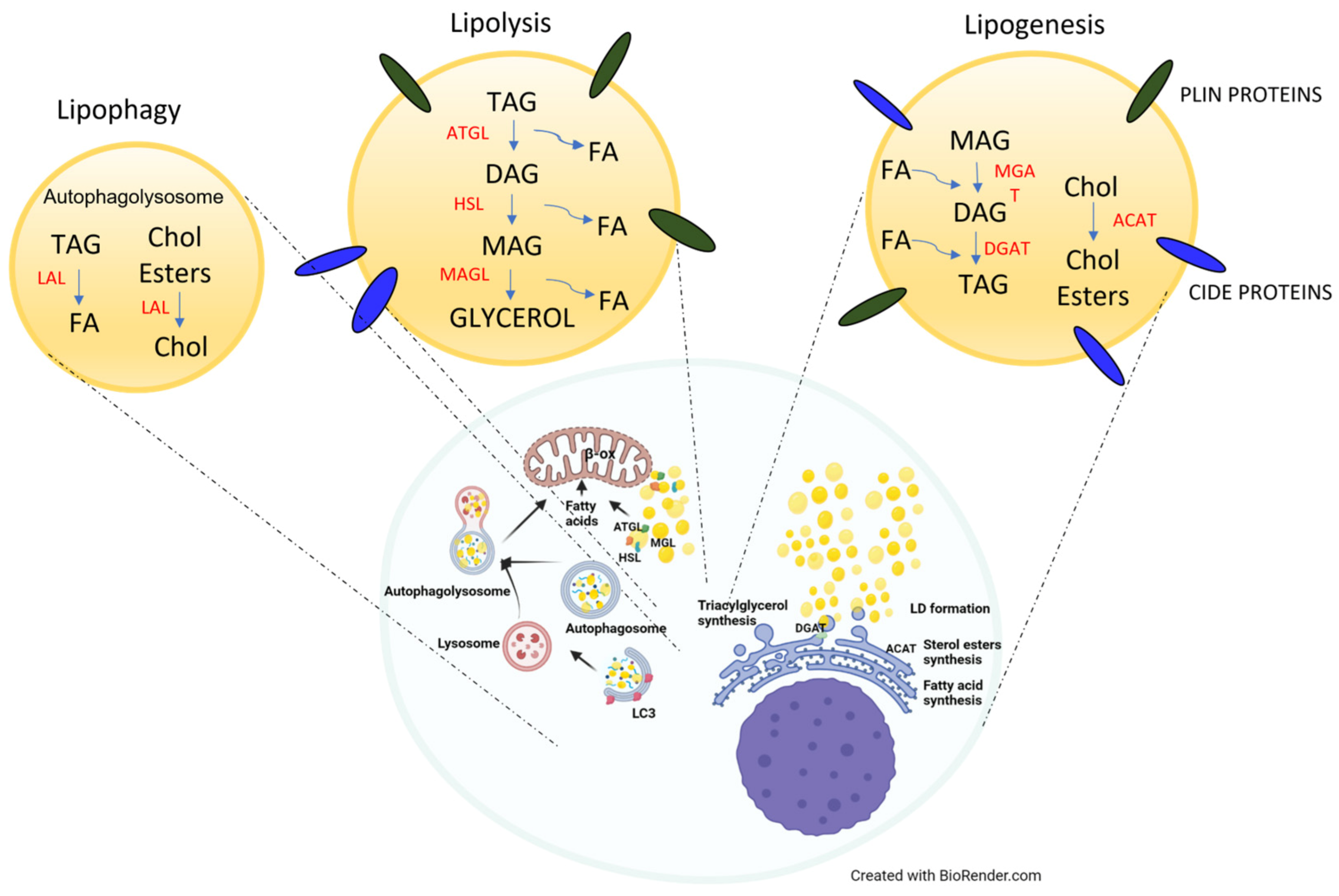 Biomedicines 11 03186 g001