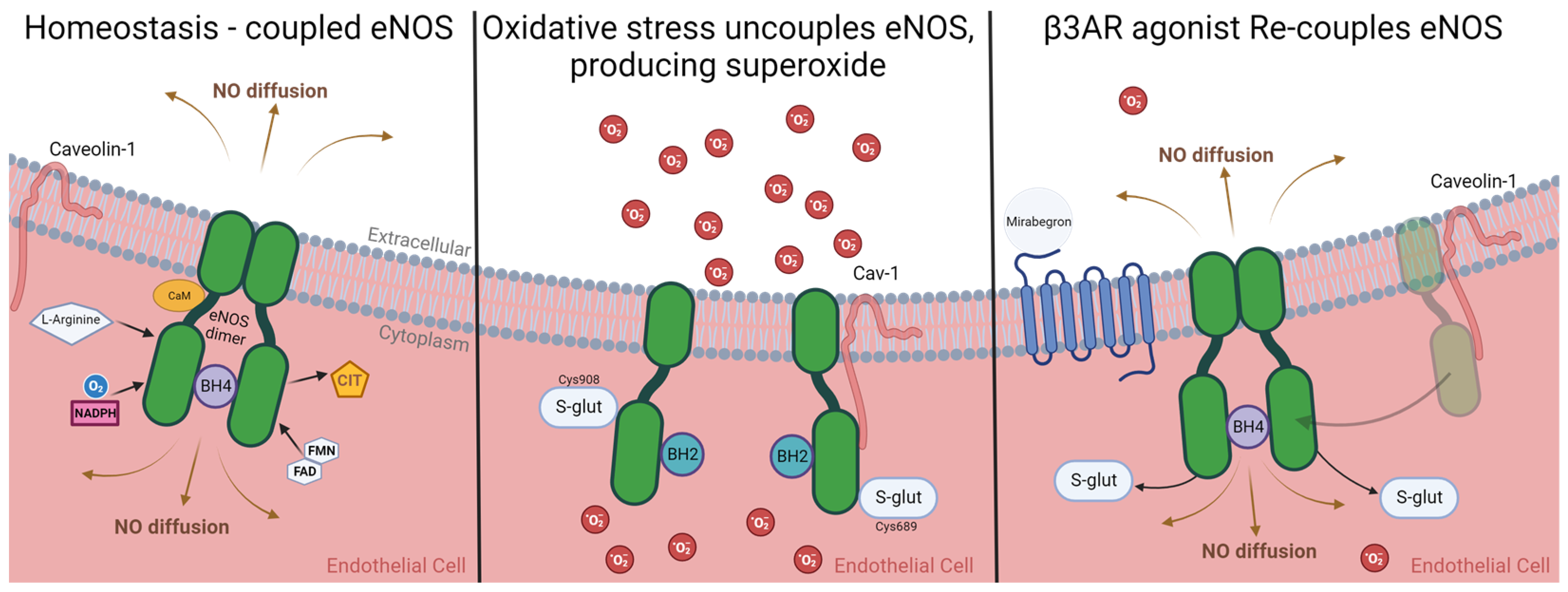 Biomedicines 11 03187 g002