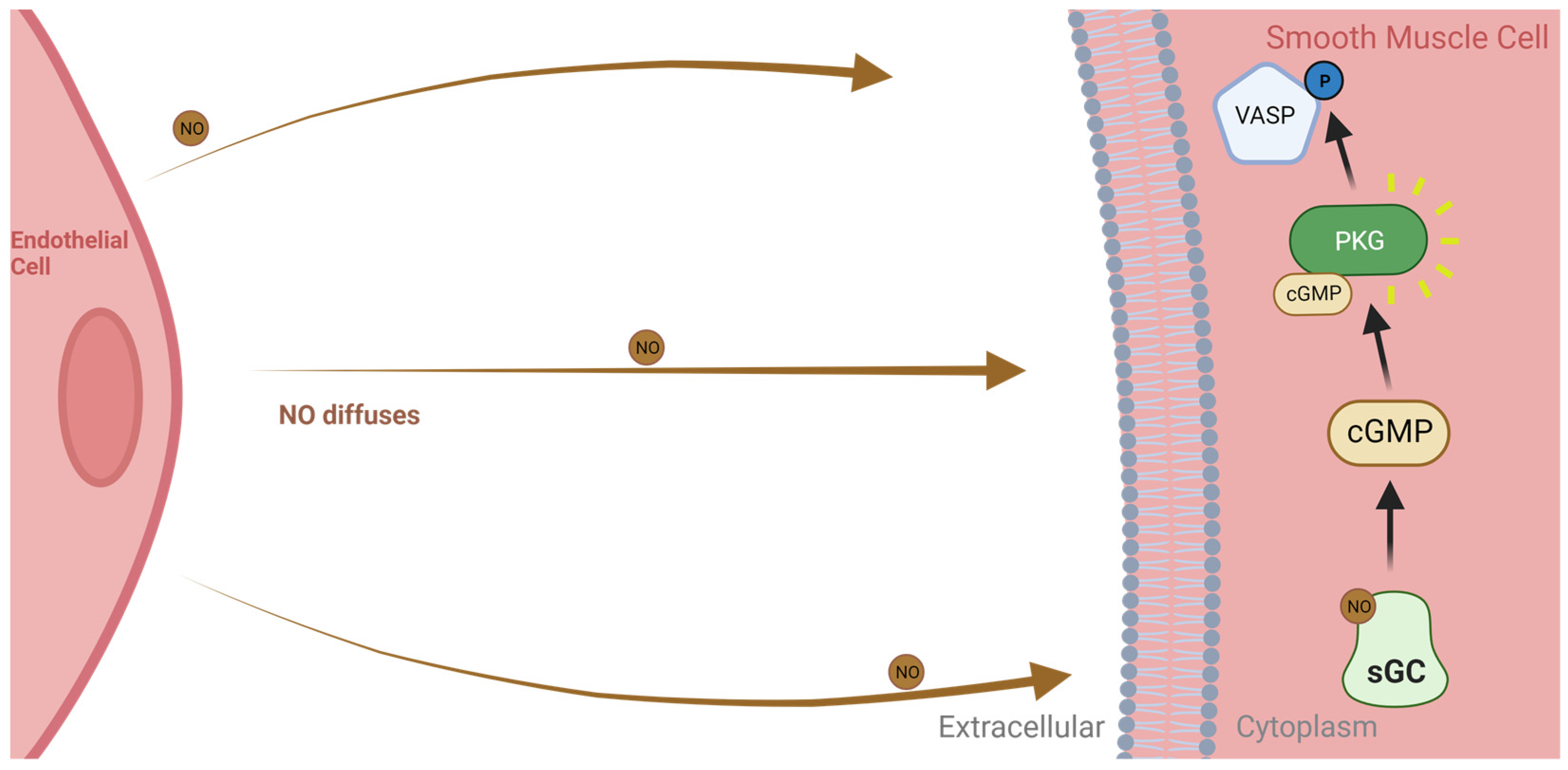 Biomedicines 11 03187 g003