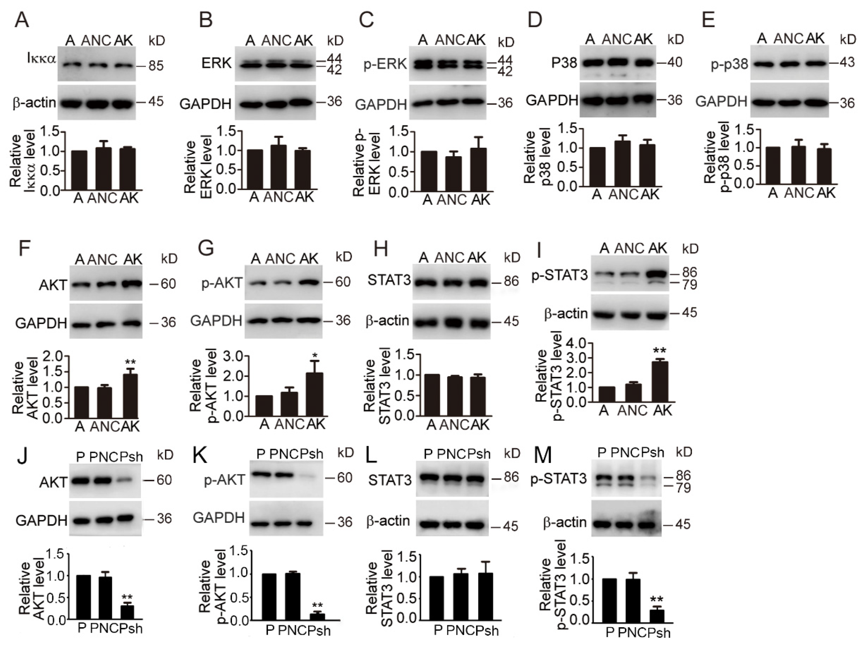 Biomedicines 11 03194 g006