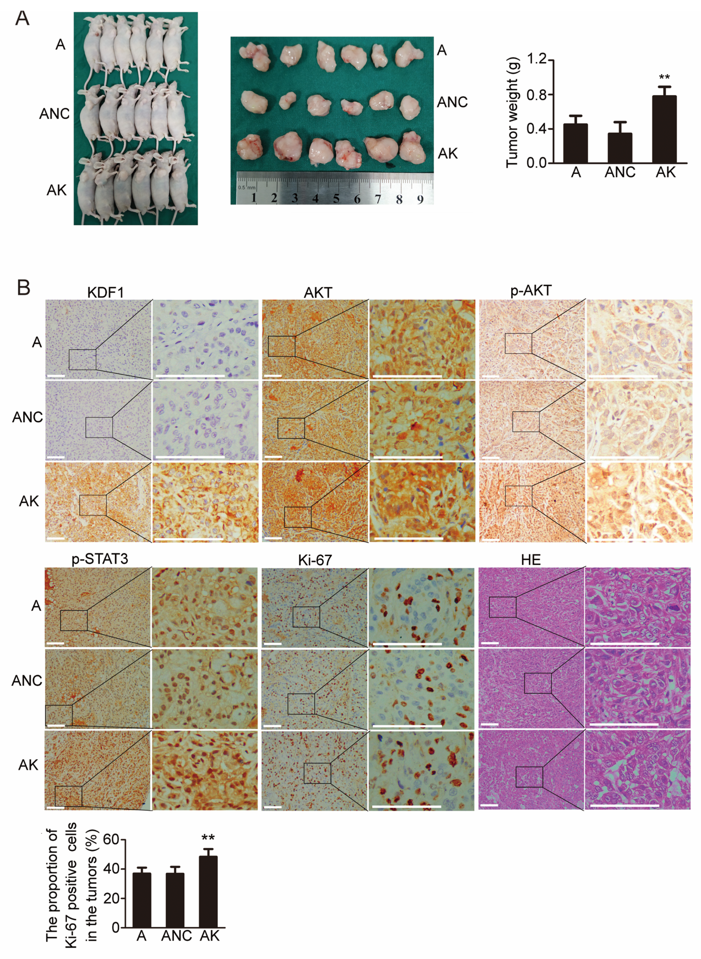 Biomedicines 11 03194 g008