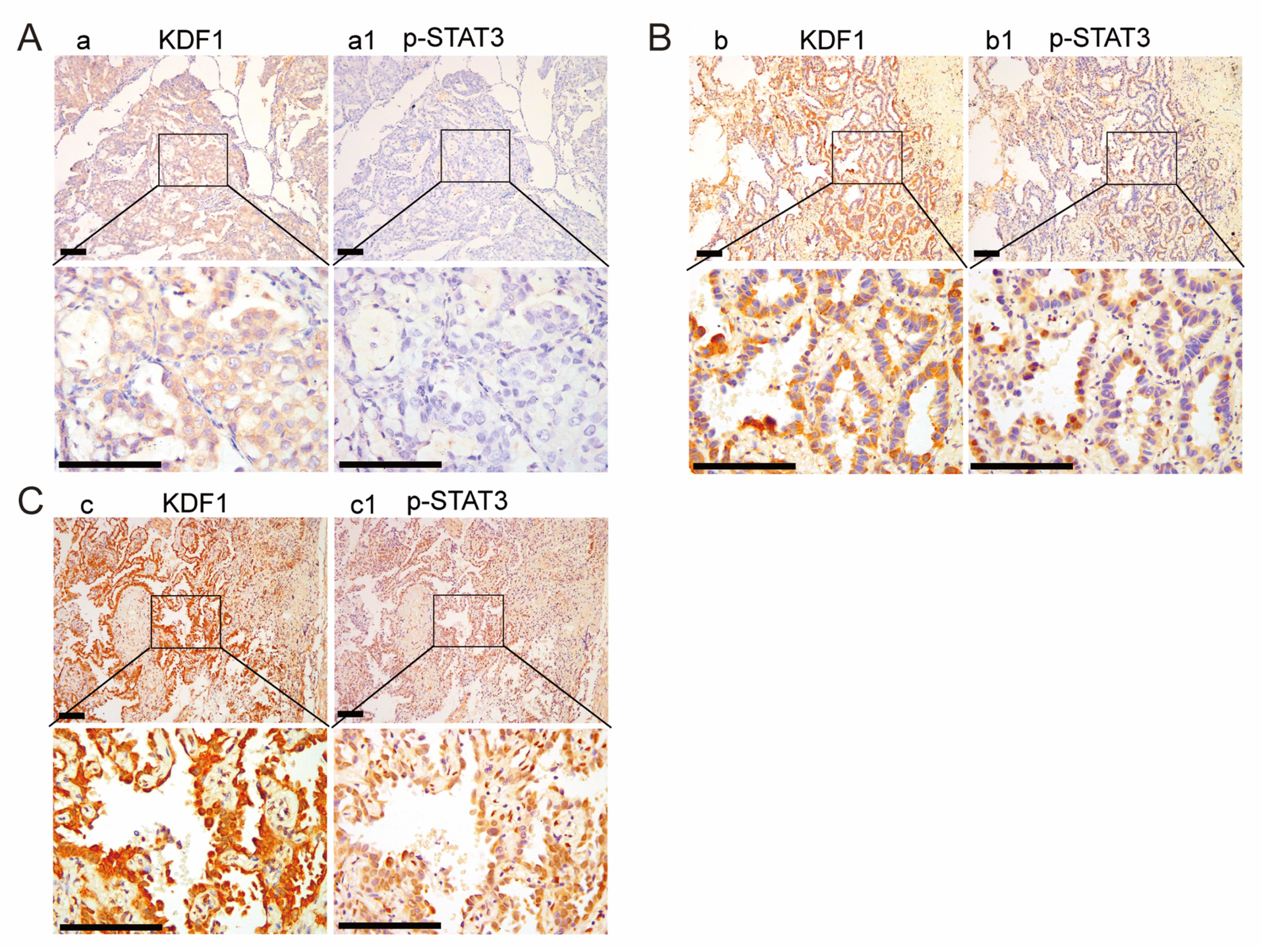 Biomedicines 11 03194 g009