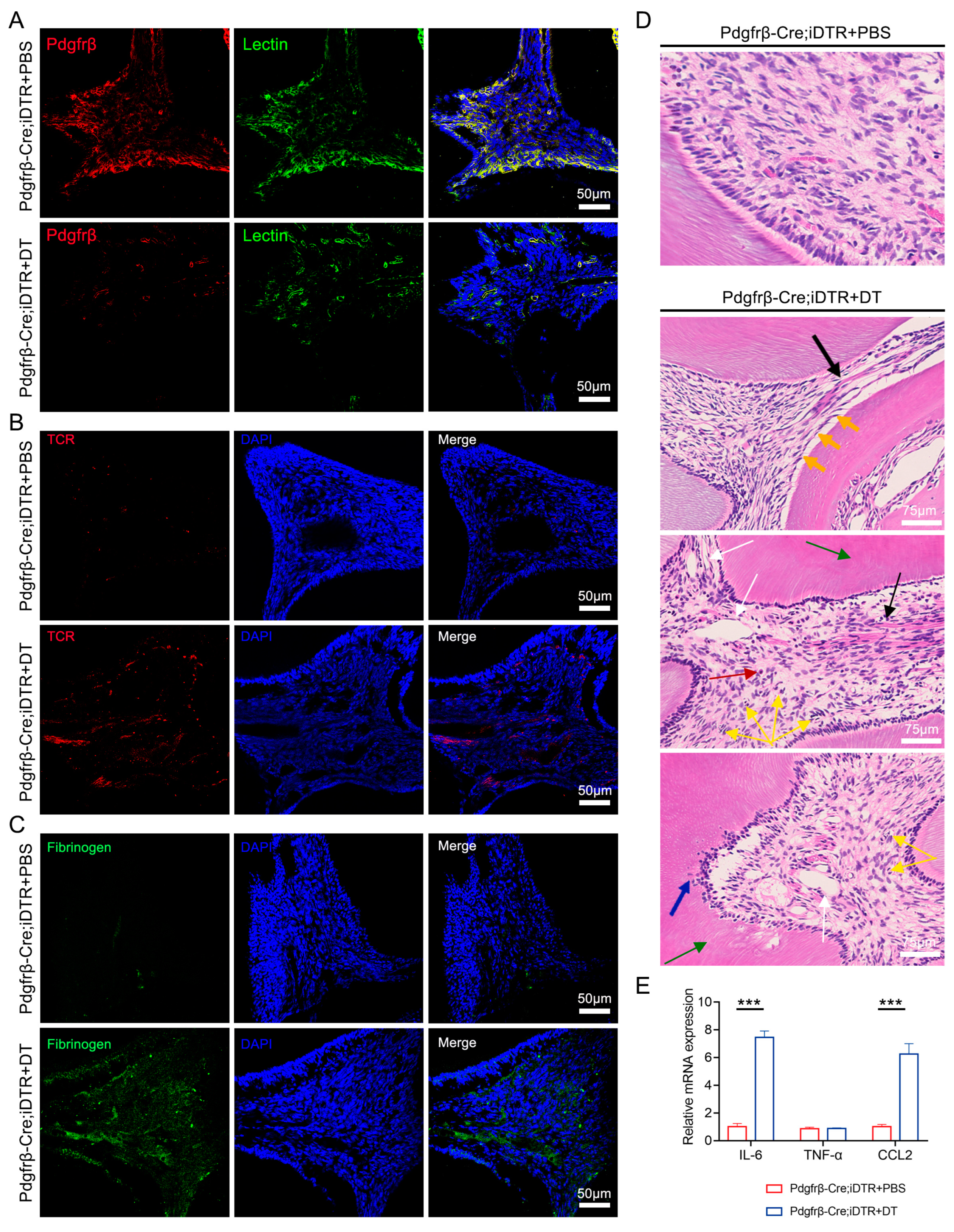 Biomedicines 11 03199 g002