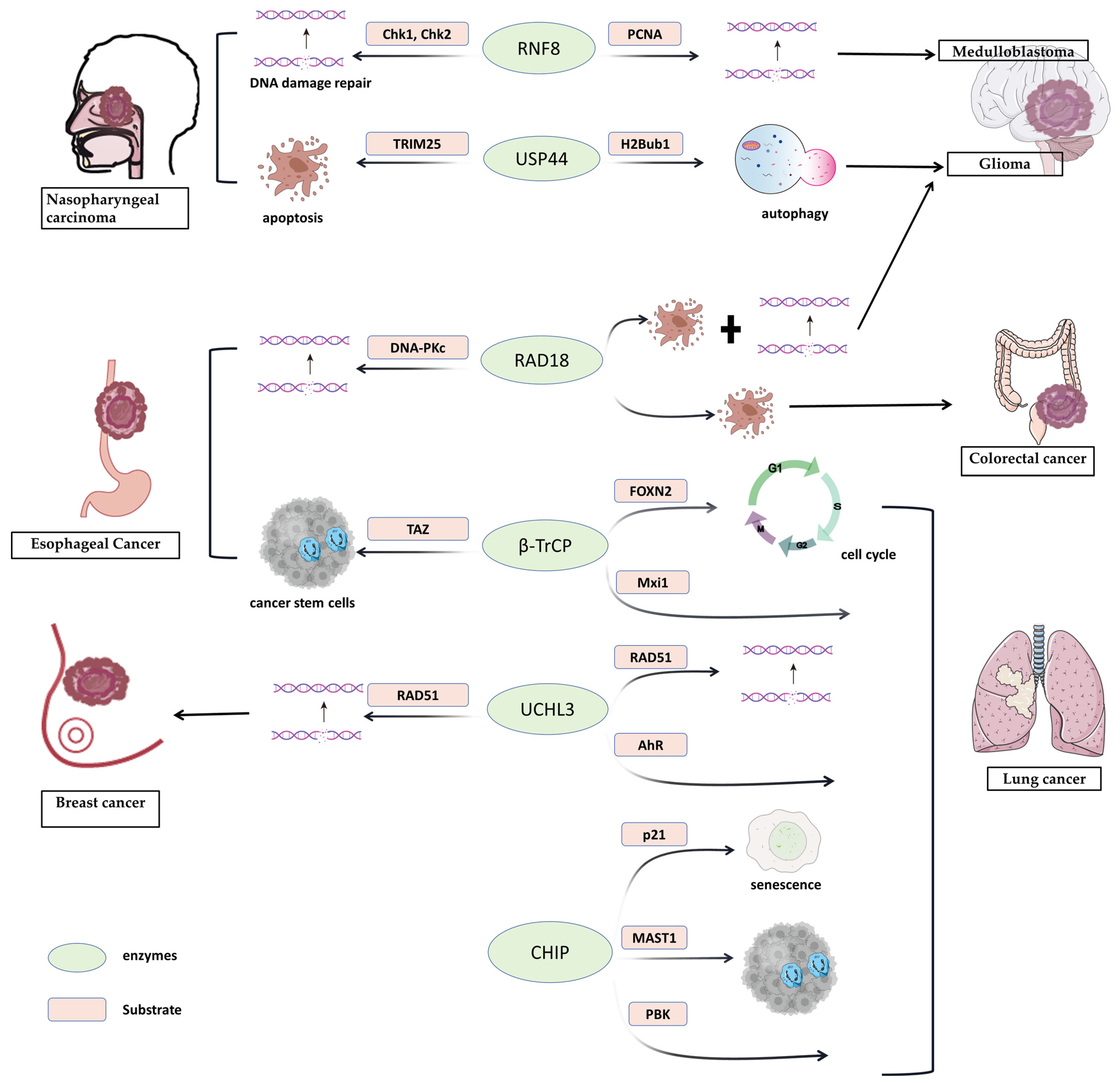 Biomedicines 11 03240 g002