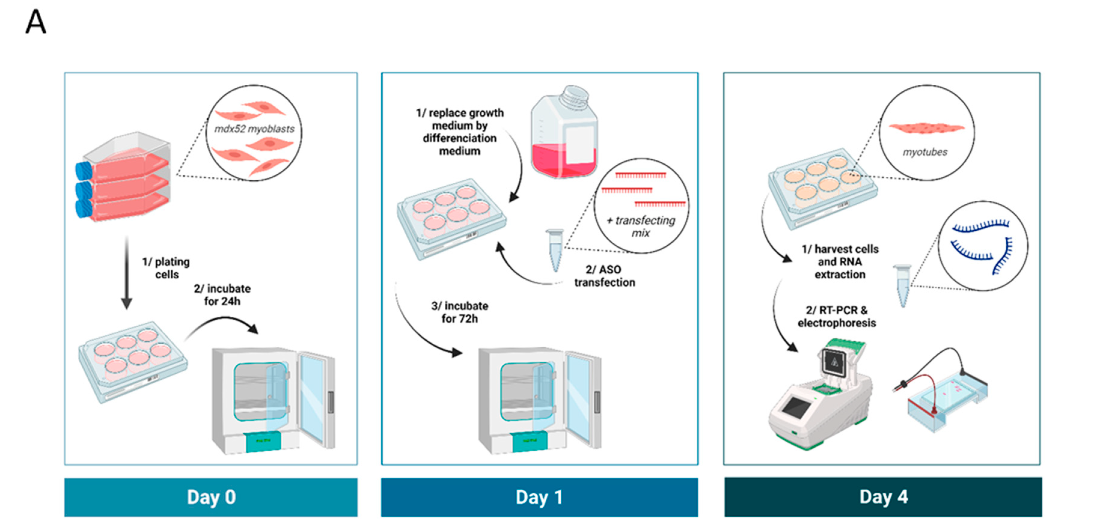 Biomedicines 11 03243 g001a
