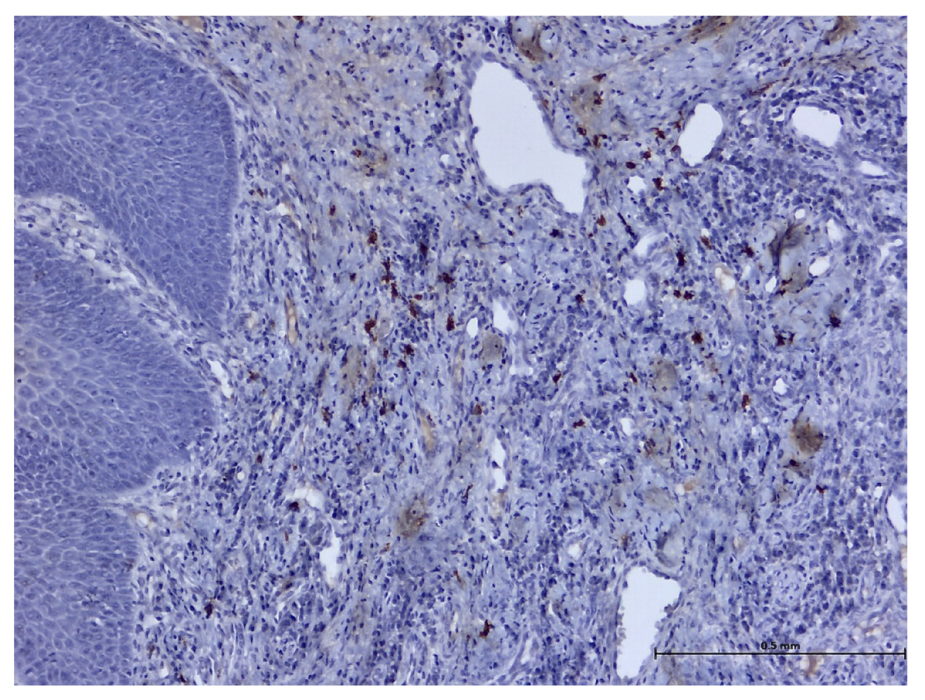 Biomedicines 11 03246 g014 Biomedicines 11 03246 g014