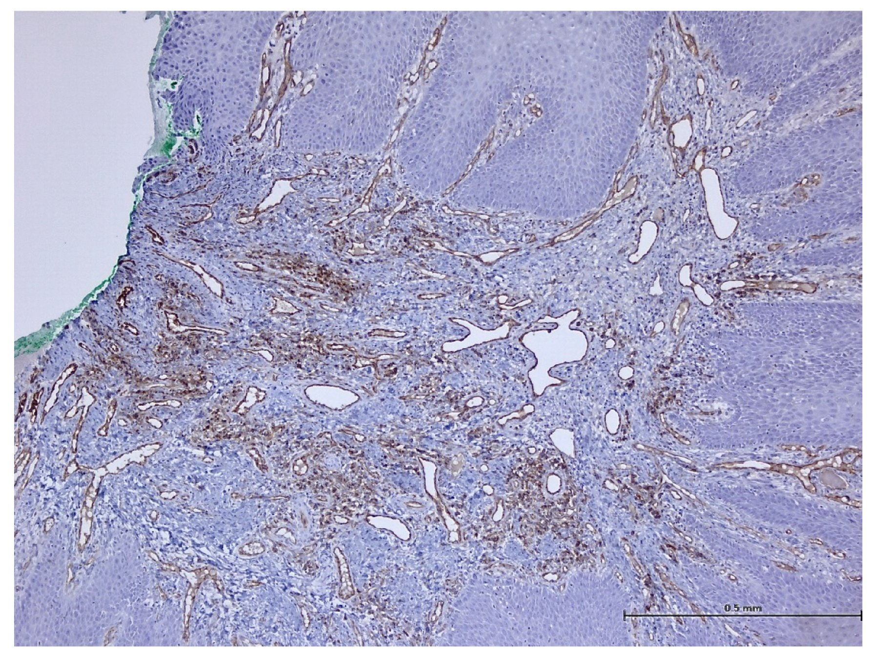 Biomedicines 11 03246 g015 Biomedicines 11 03246 g015