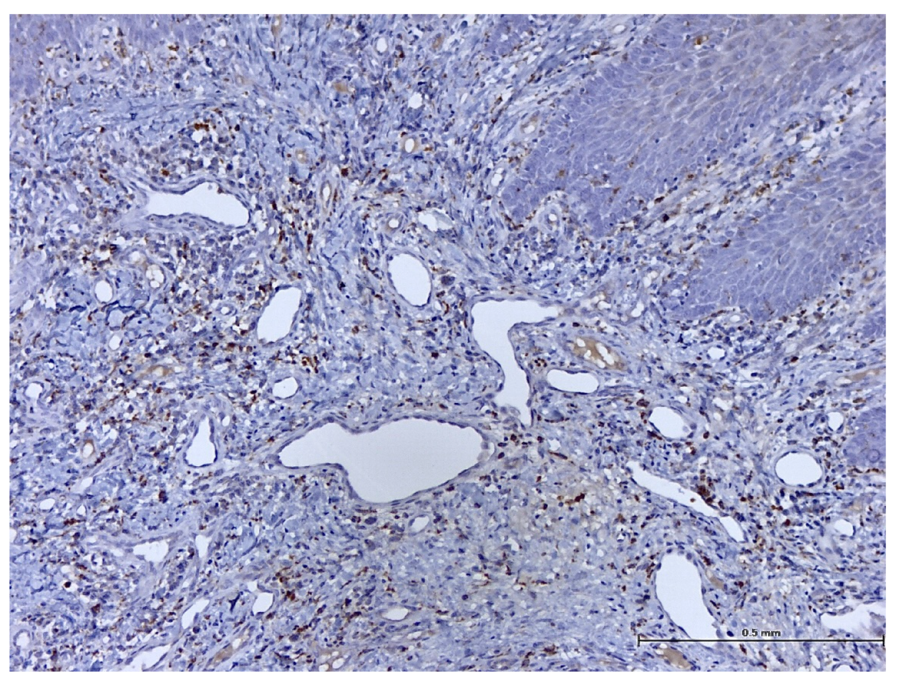 Biomedicines 11 03246 g016 Biomedicines 11 03246 g016