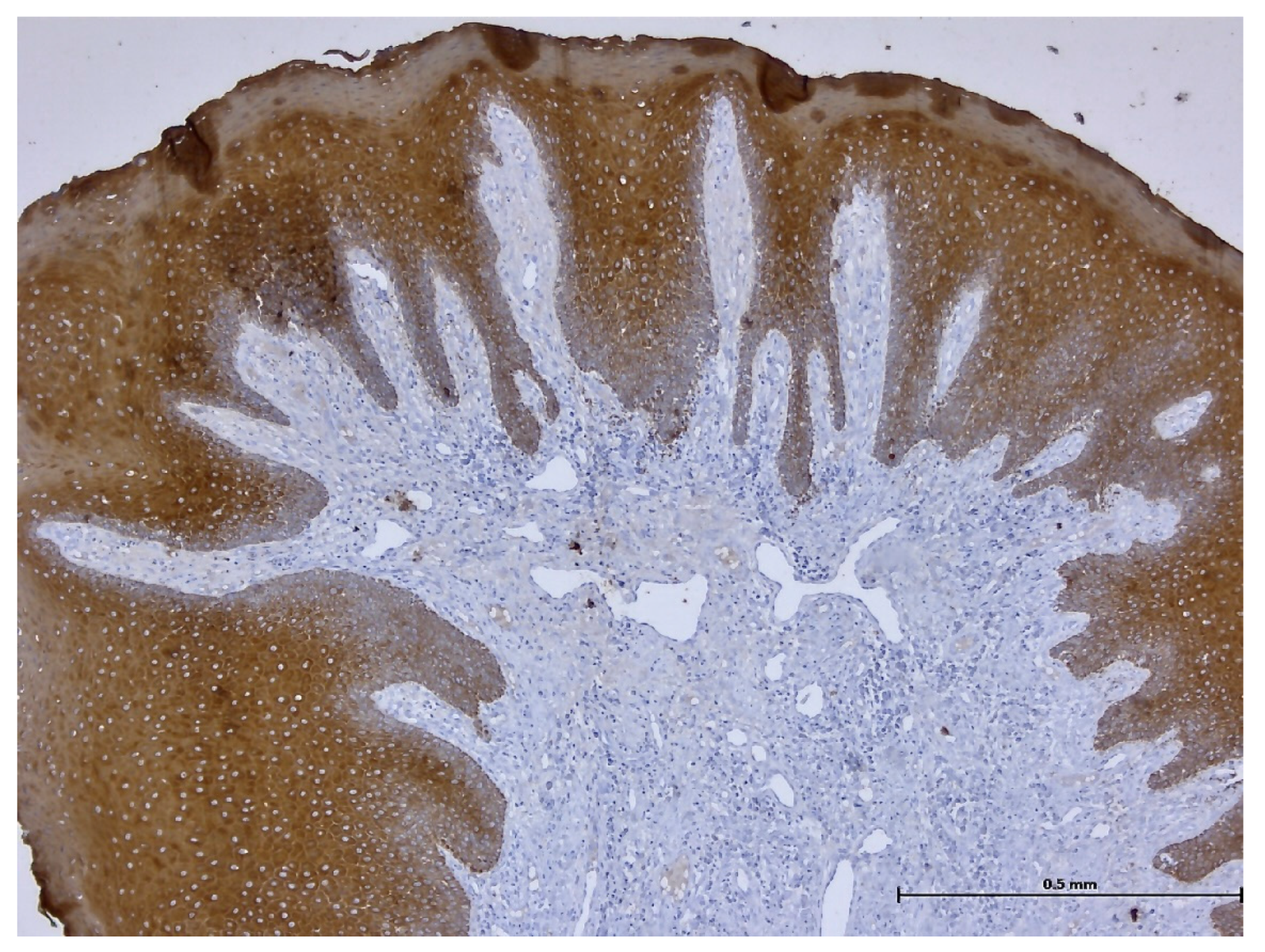 Biomedicines 11 03246 g018 Biomedicines 11 03246 g018