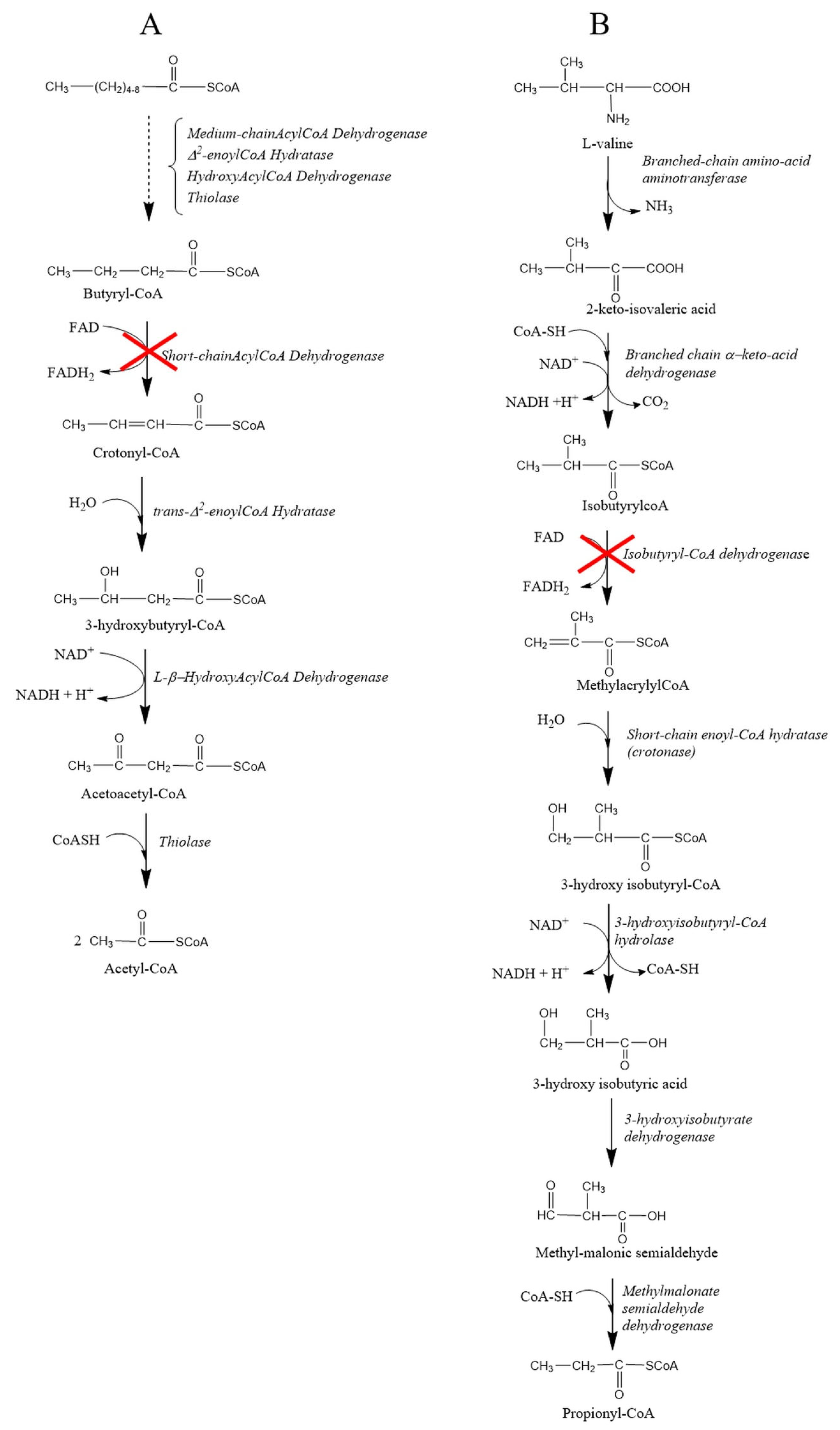 Biomedicines 11 03247 g001