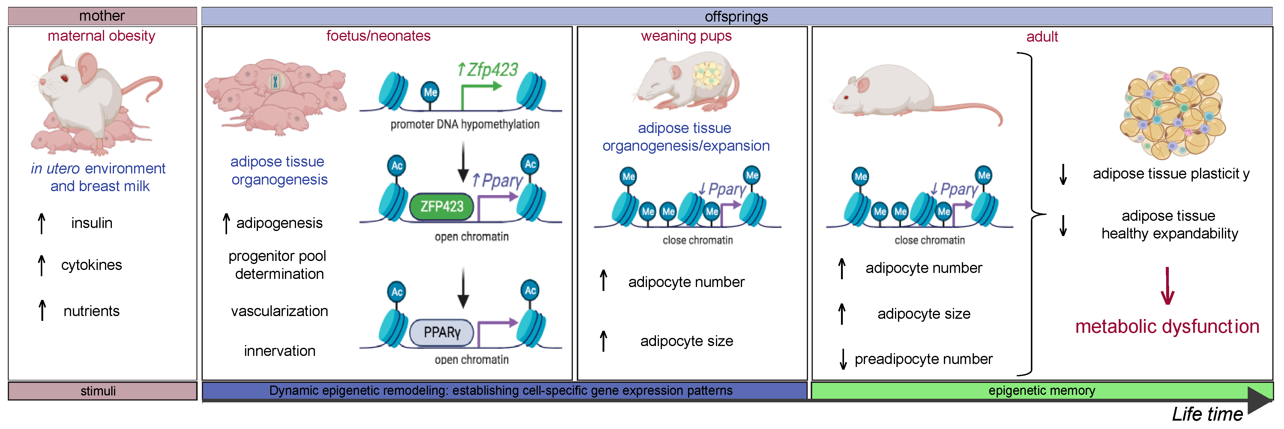 Biomedicines 11 03252 g002 Biomedicines 11 03252 g002