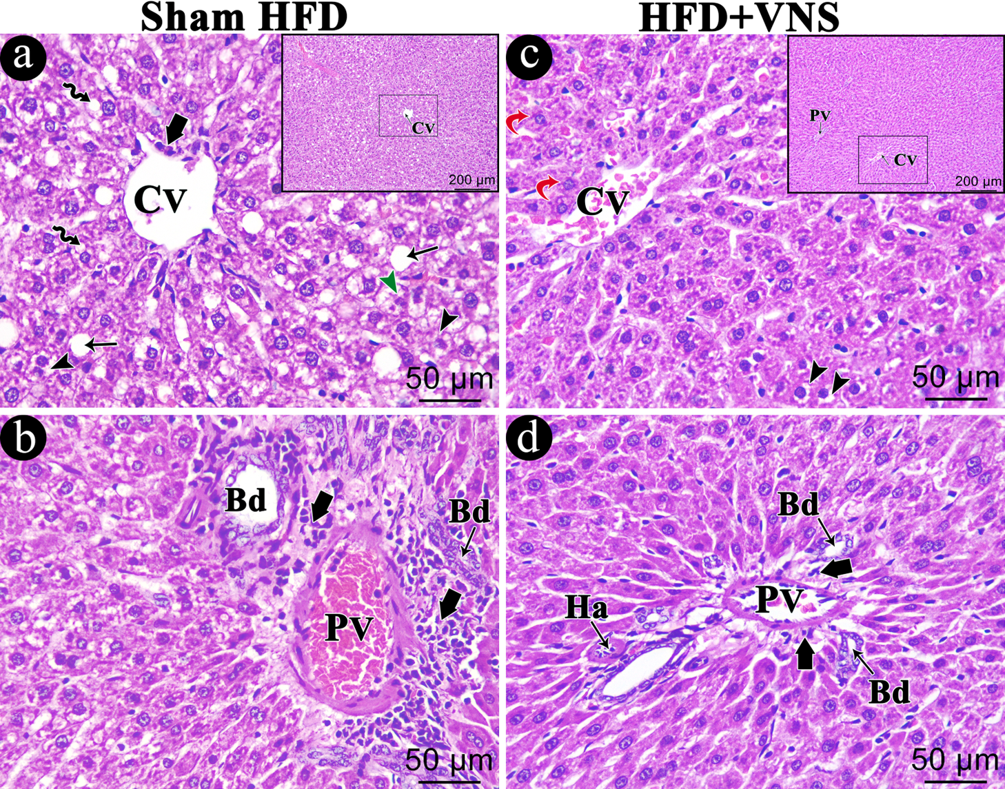 Biomedicines 11 03255 g008