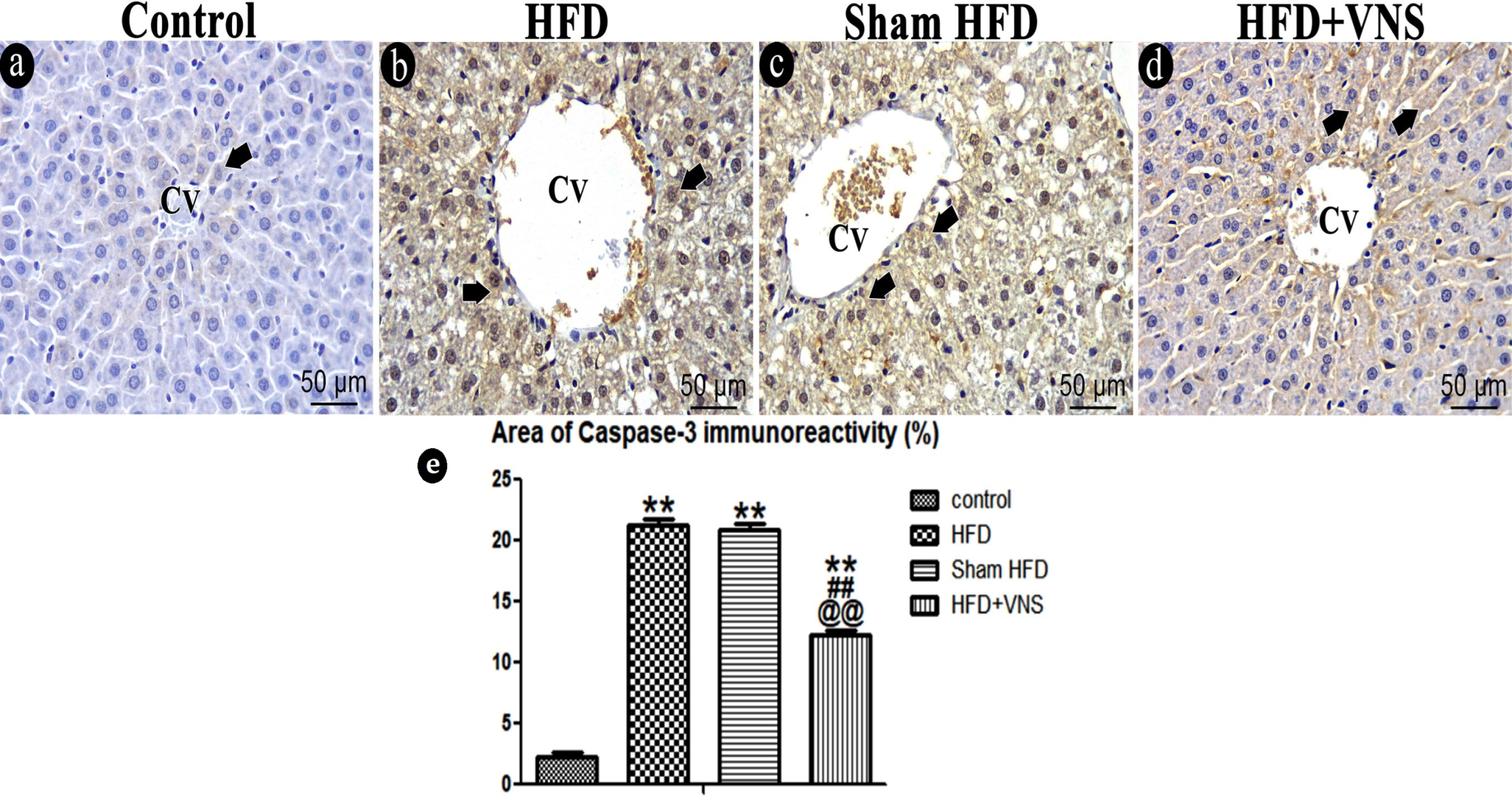 Biomedicines 11 03255 g010