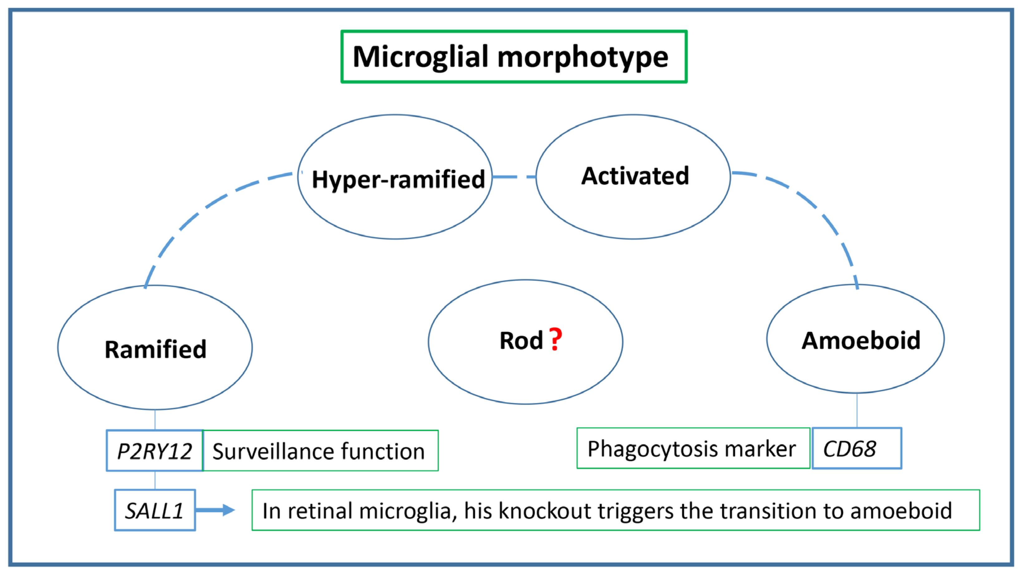 Biomedicines 11 03258 g003 Biomedicines 11 03258 g003