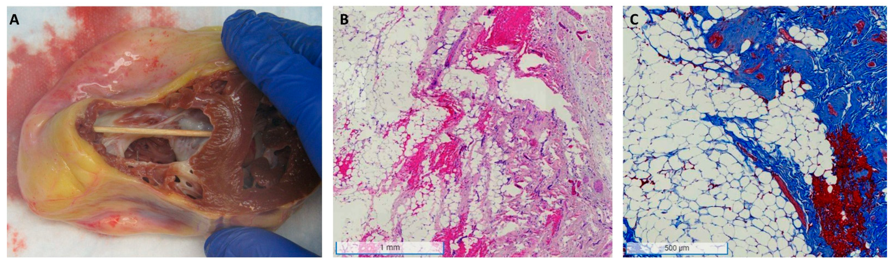 Biomedicines 11 03259 g001