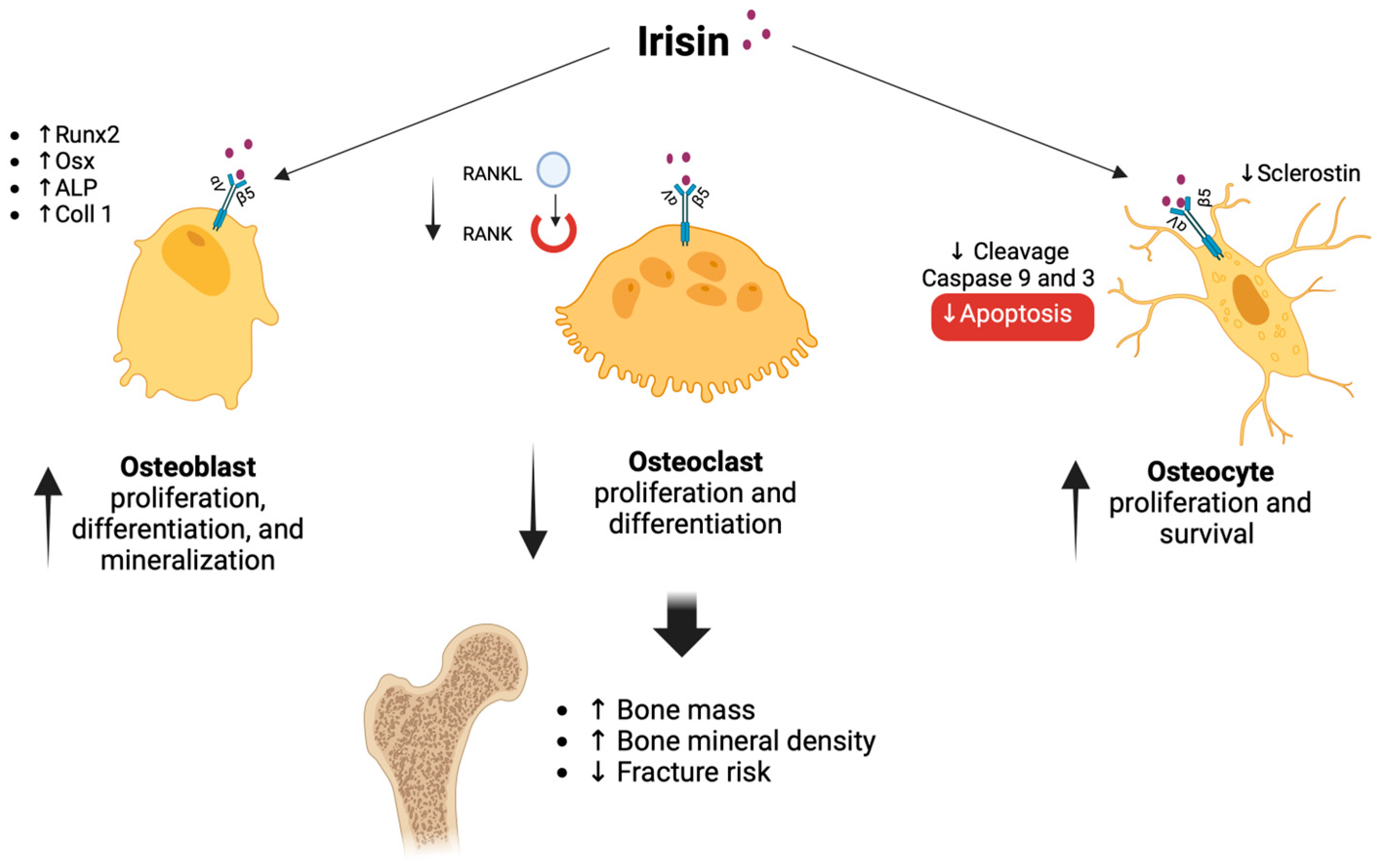 Biomedicines 11 03260 g003 Biomedicines 11 03260 g003