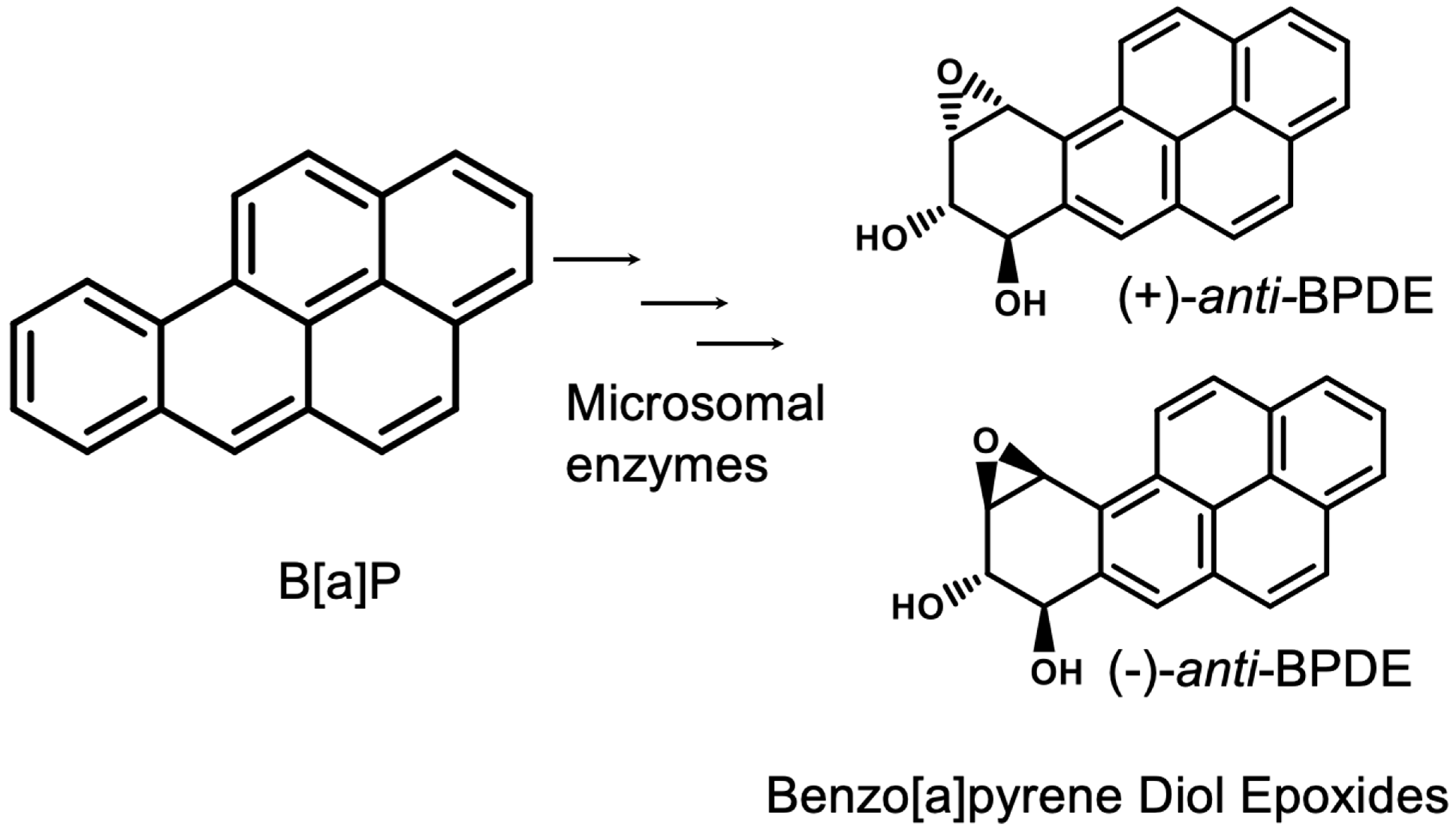 Characterizing Benzo[a]pyrene Adducts in Transfer RNAs Using 