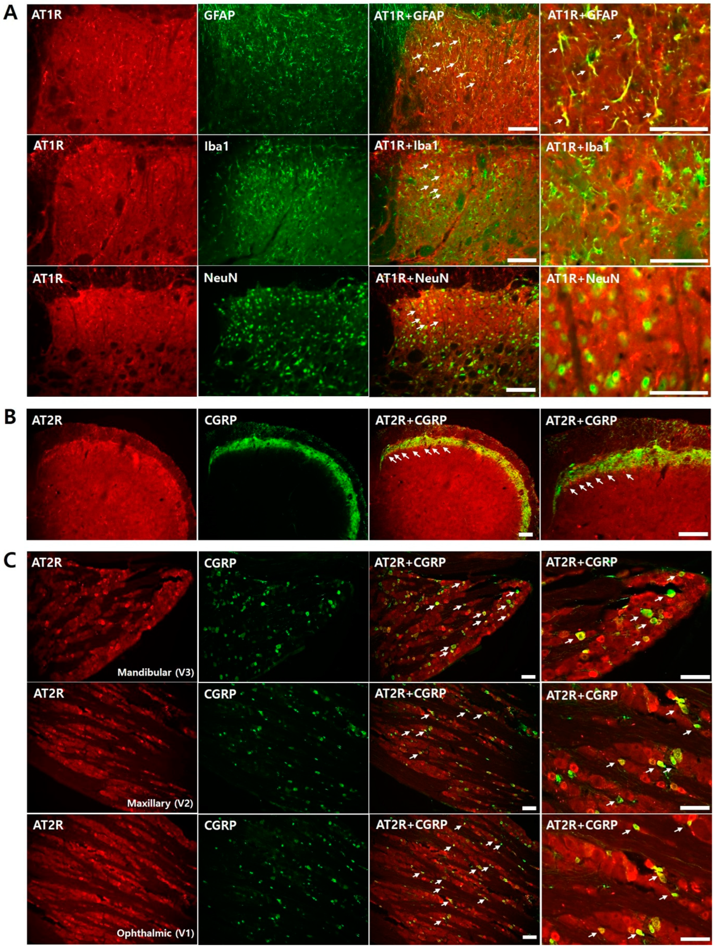Biomedicines 11 03279 g003
