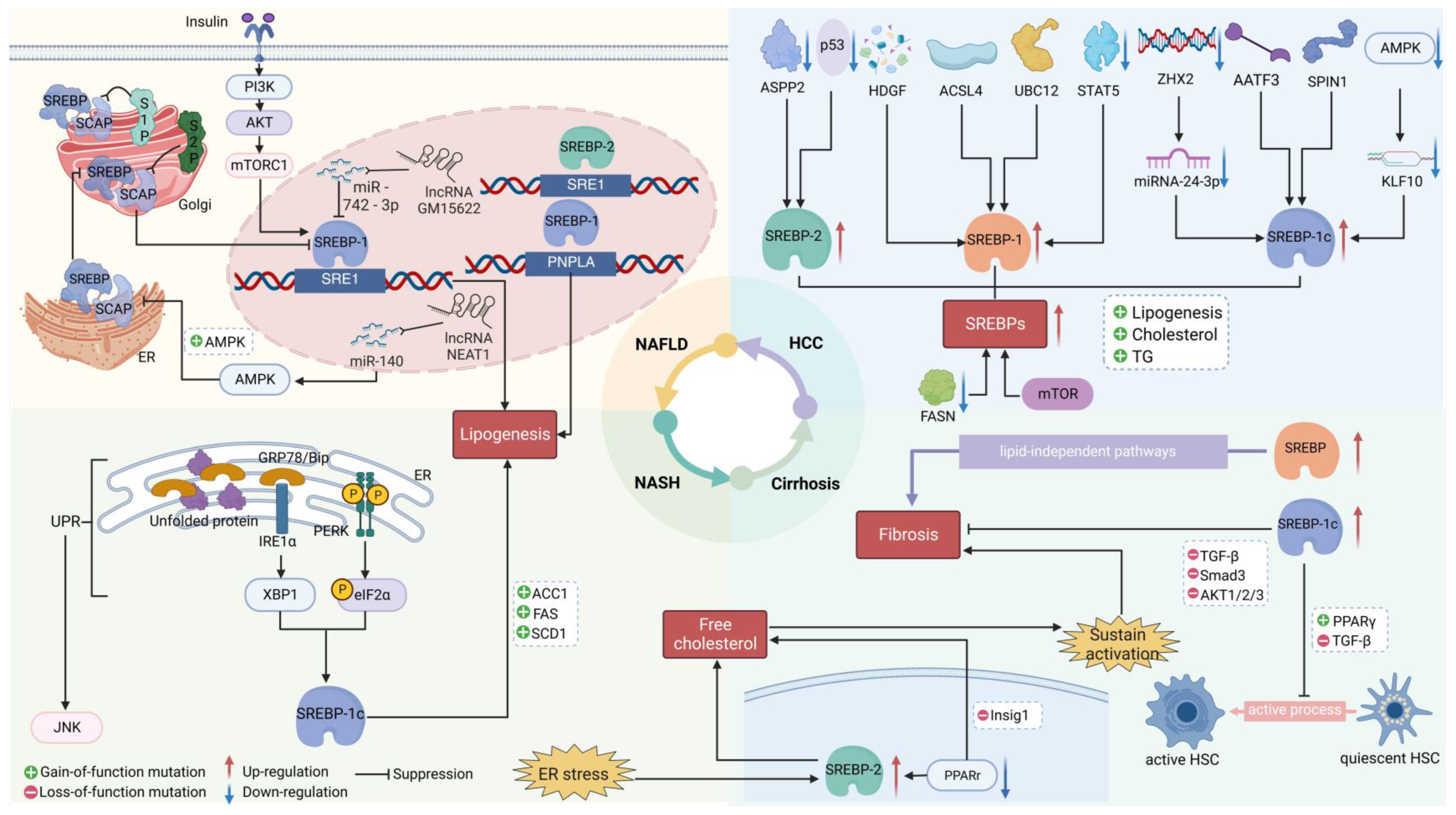 Biomedicines 11 03280 g003 Biomedicines 11 03280 g003