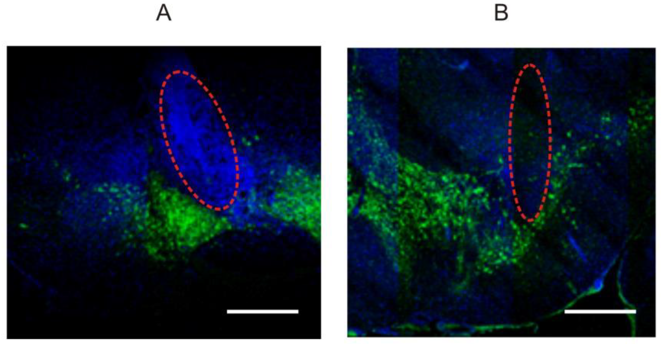 Biomedicines 11 03282 g001