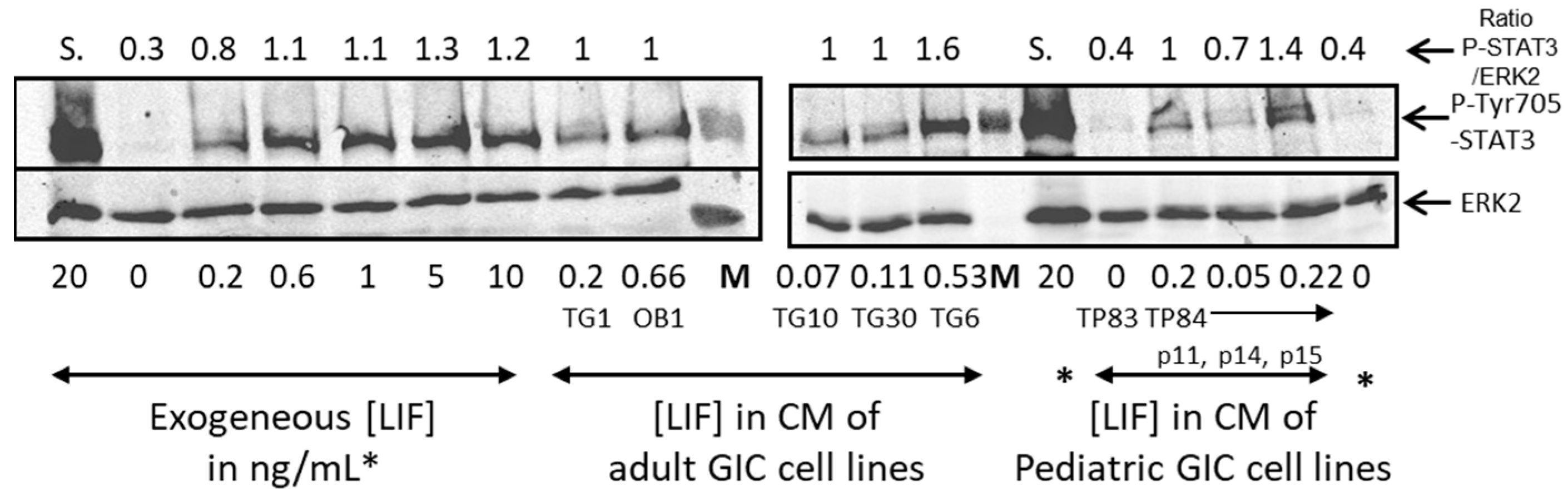 Biomedicines 11 03293 g003