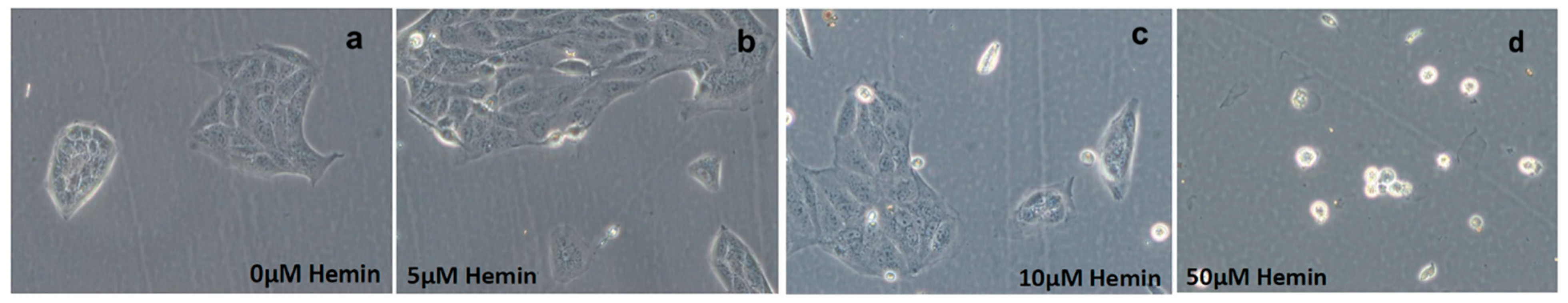 Biomedicines 11 03297 g002
