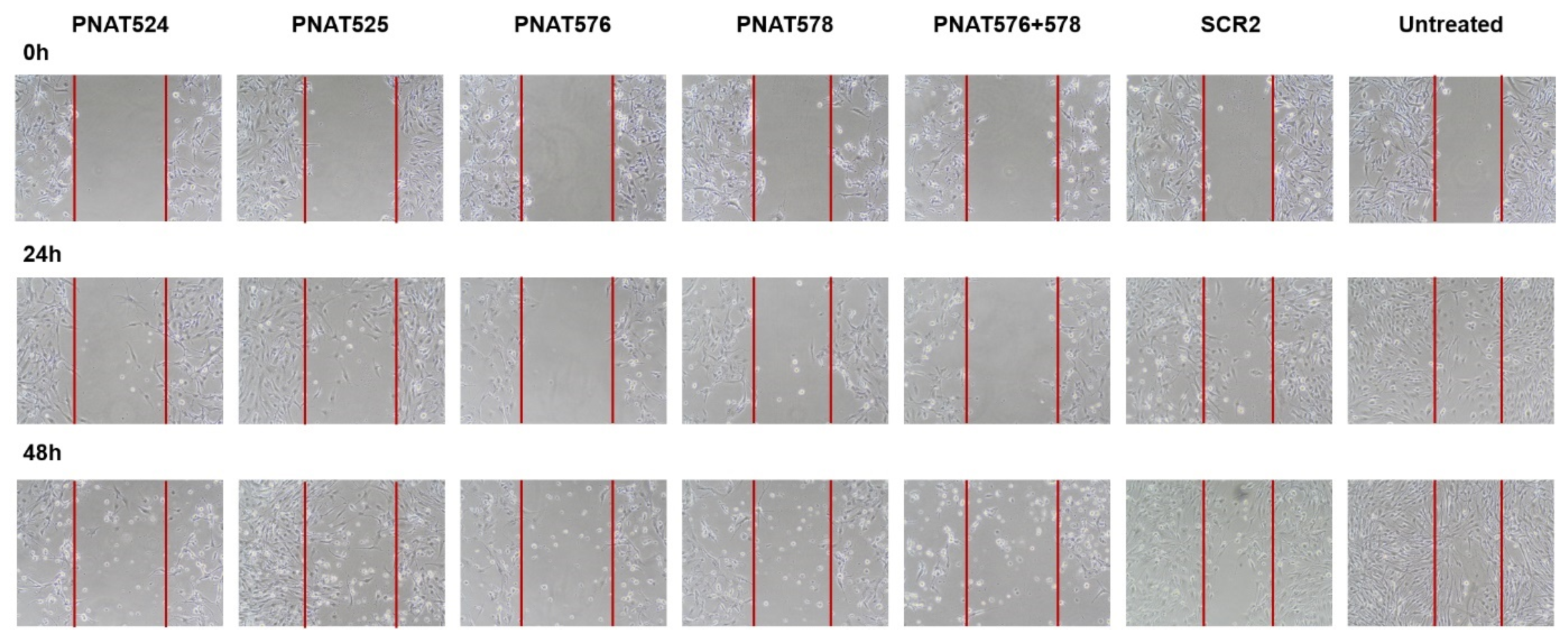 Biomedicines 11 03299 g008 Biomedicines 11 03299 g008