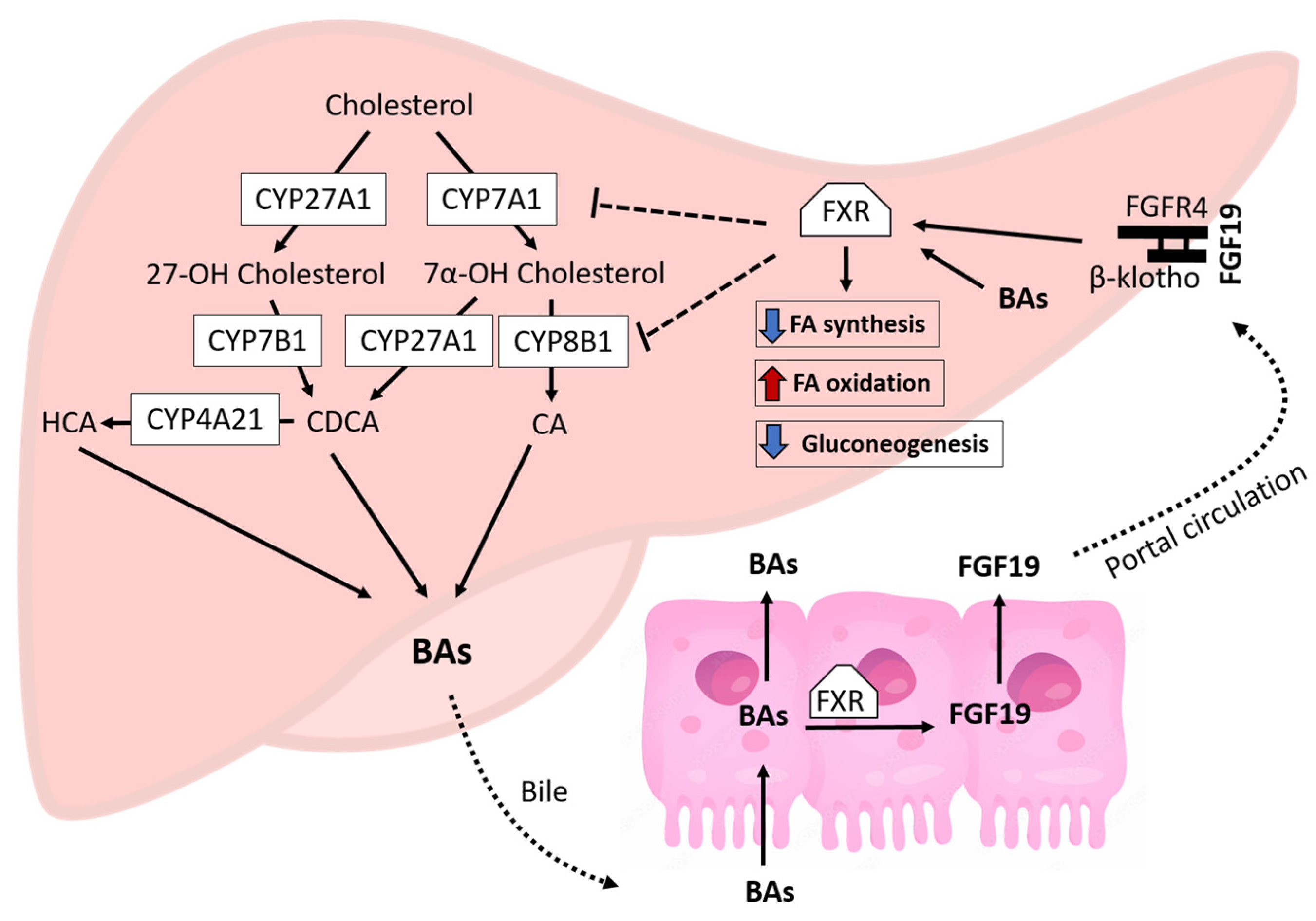 Biomedicines 11 03303 g001