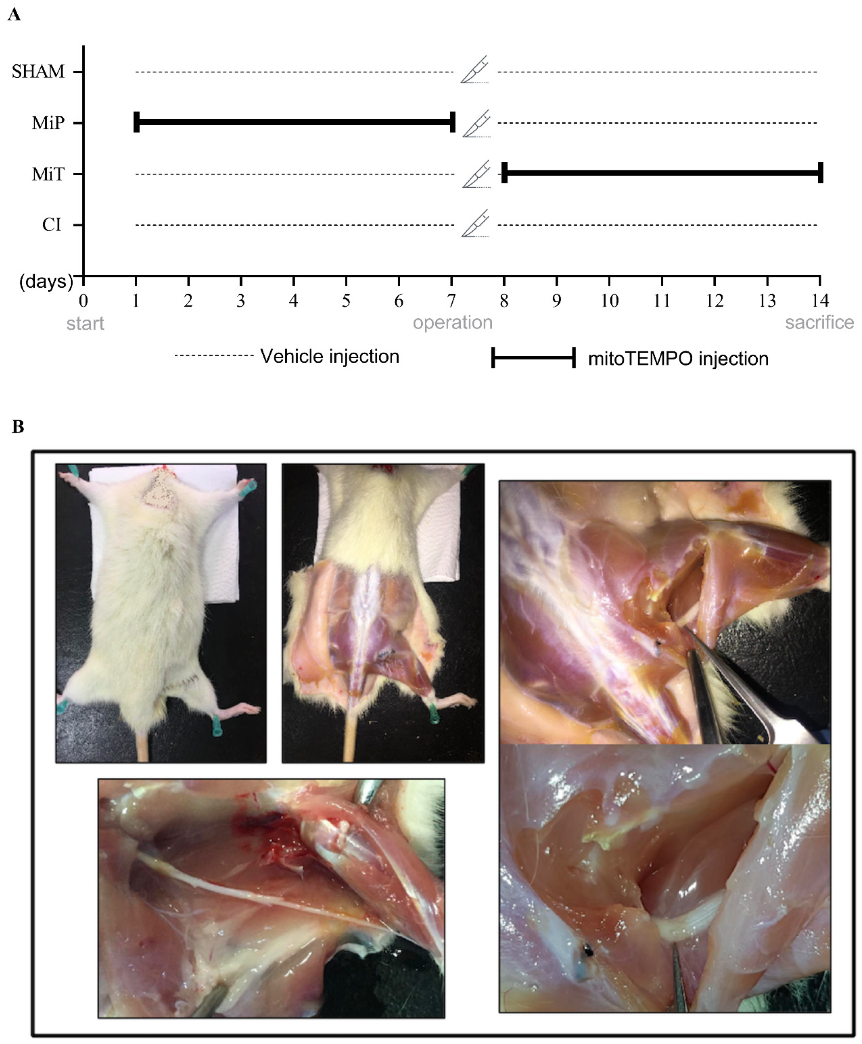 Biomedicines 11 03306 g001