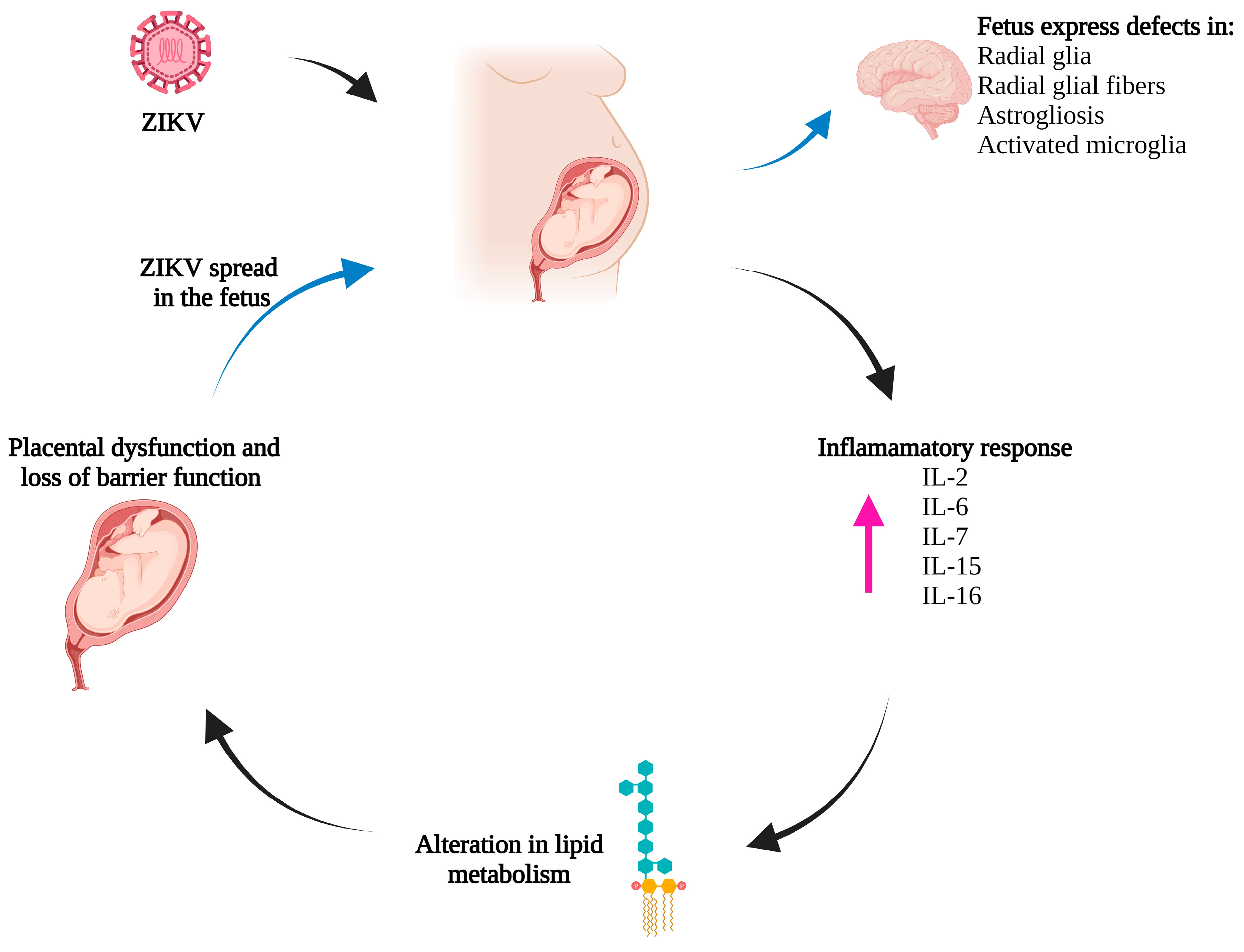 Biomedicines 11 03316 g002 Biomedicines 11 03316 g002