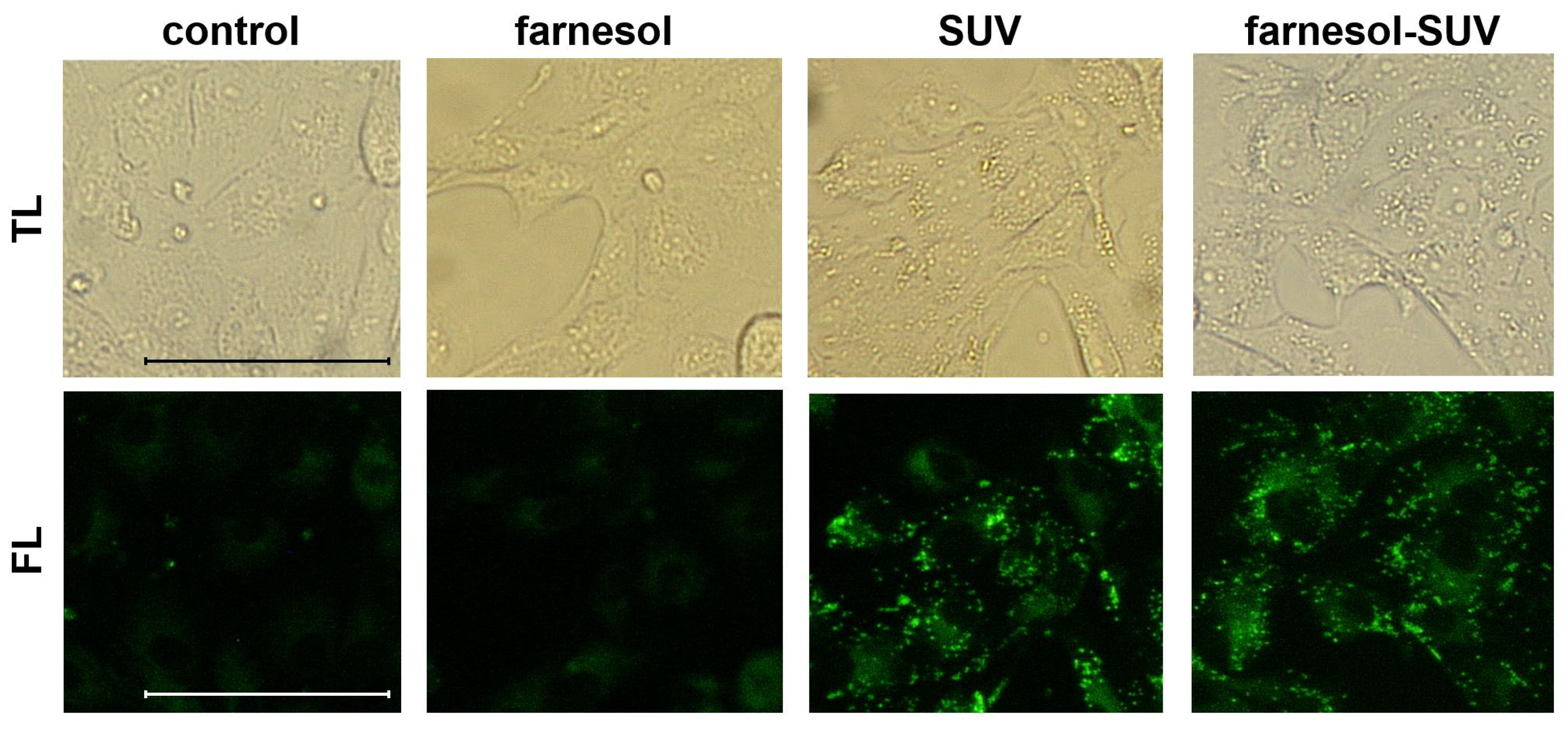 Biomedicines 11 03322 g001