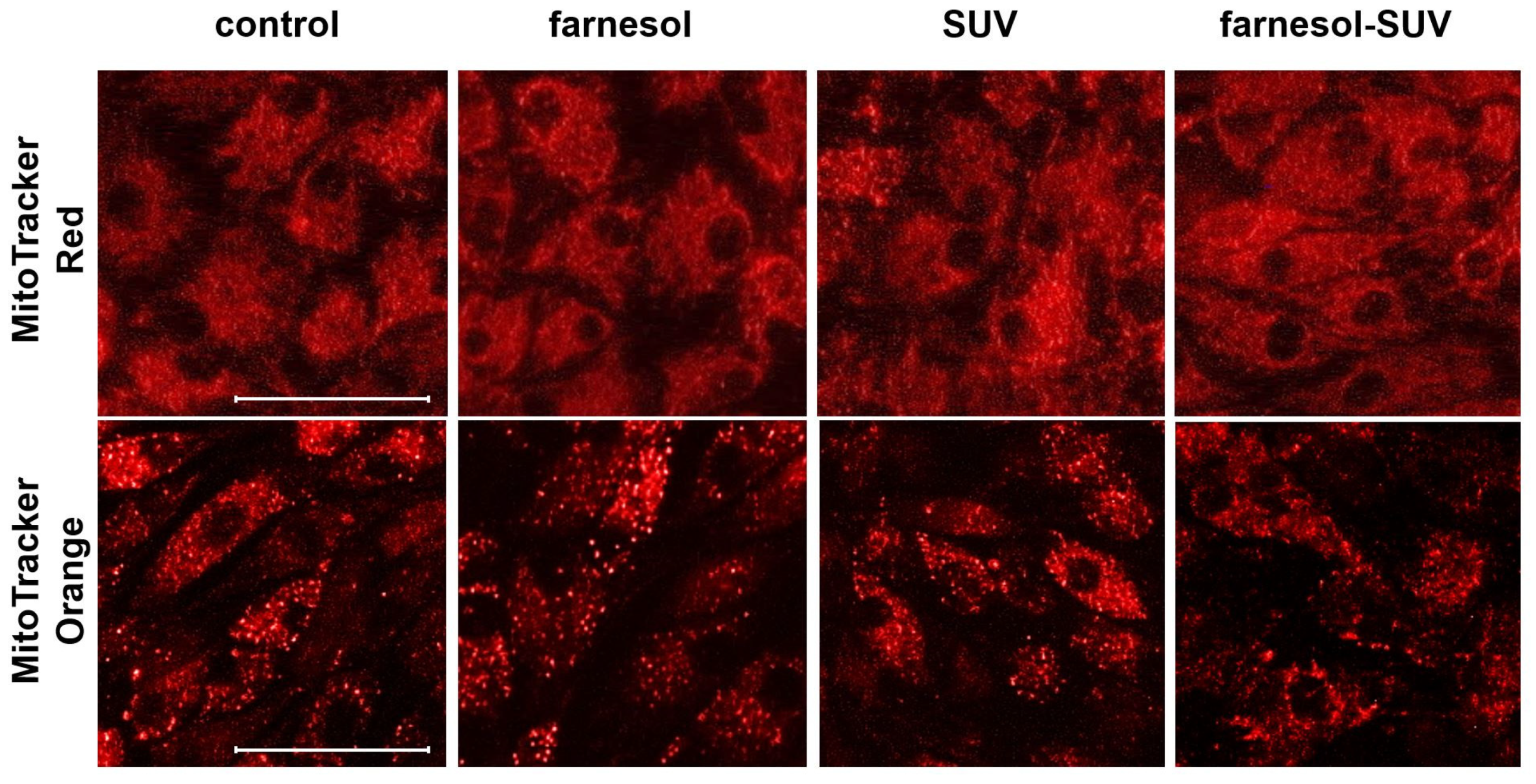 Biomedicines 11 03322 g002