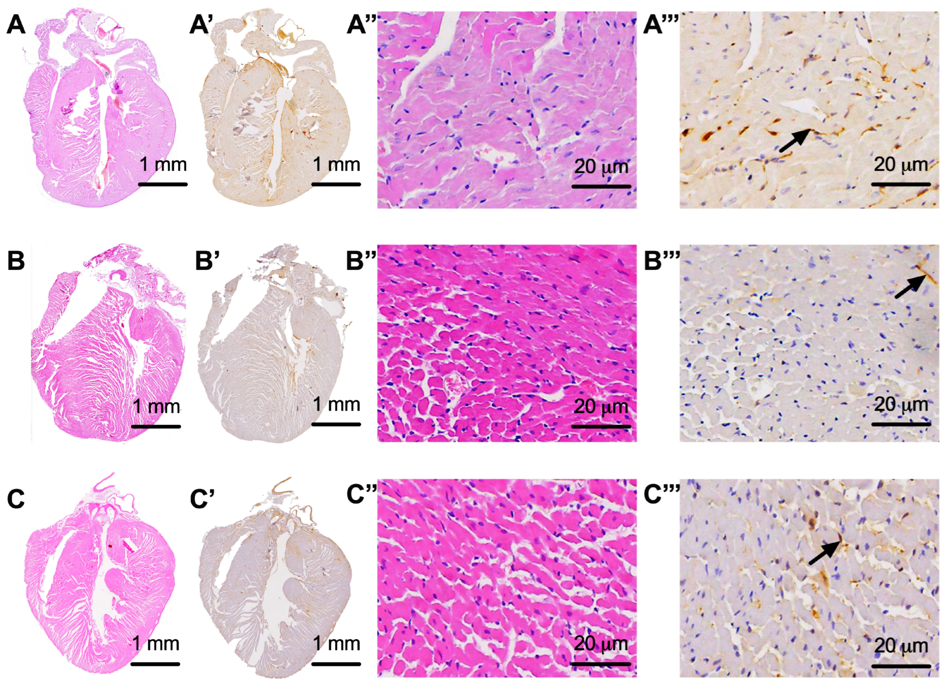 Biomedicines 11 03324 g003 Biomedicines 11 03324 g003