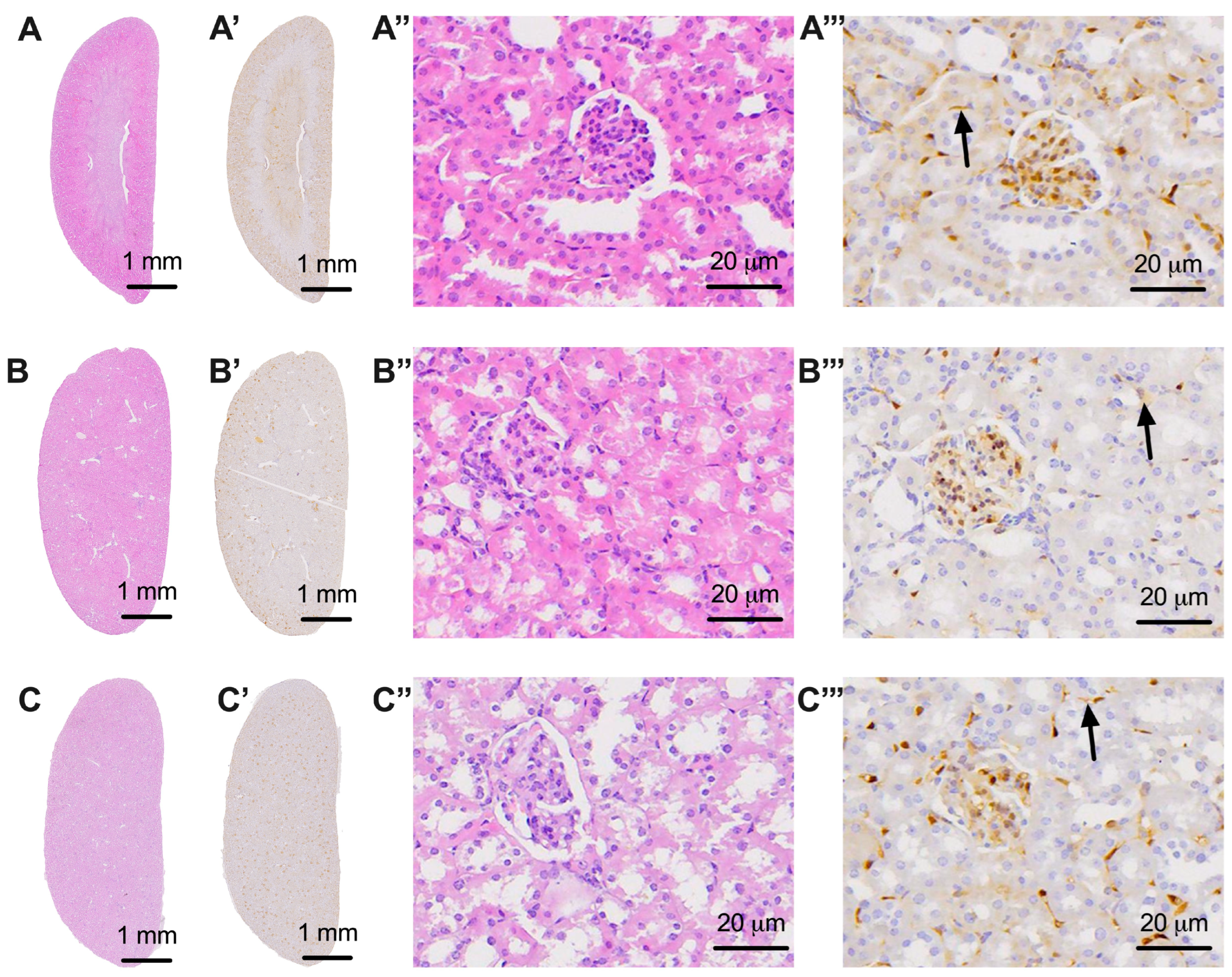 Biomedicines 11 03324 g007 Biomedicines 11 03324 g007