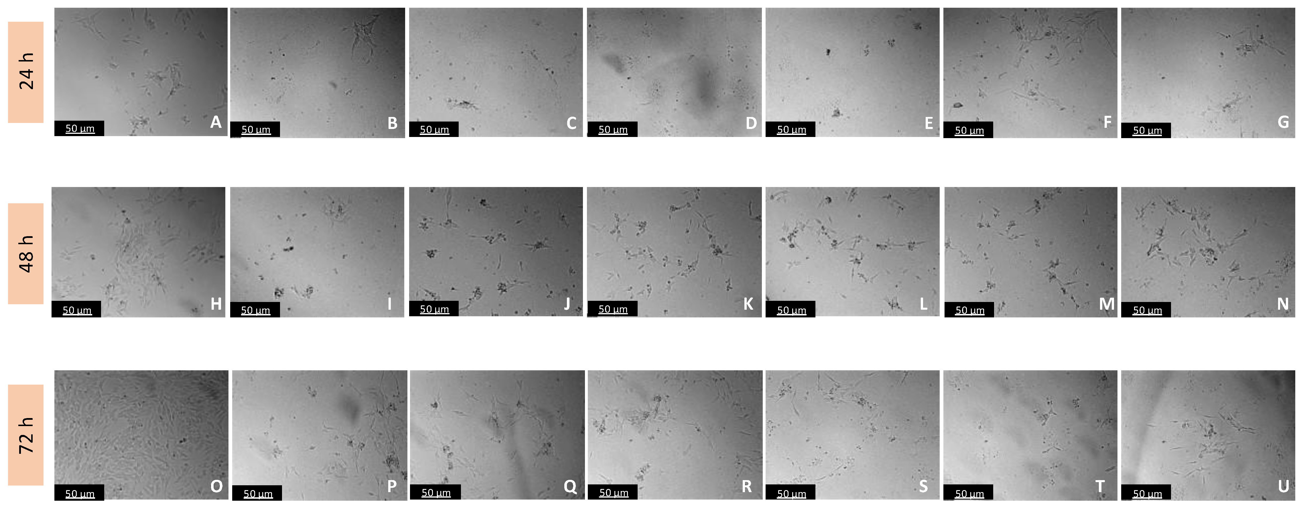 Biomedicines 11 03325 g015