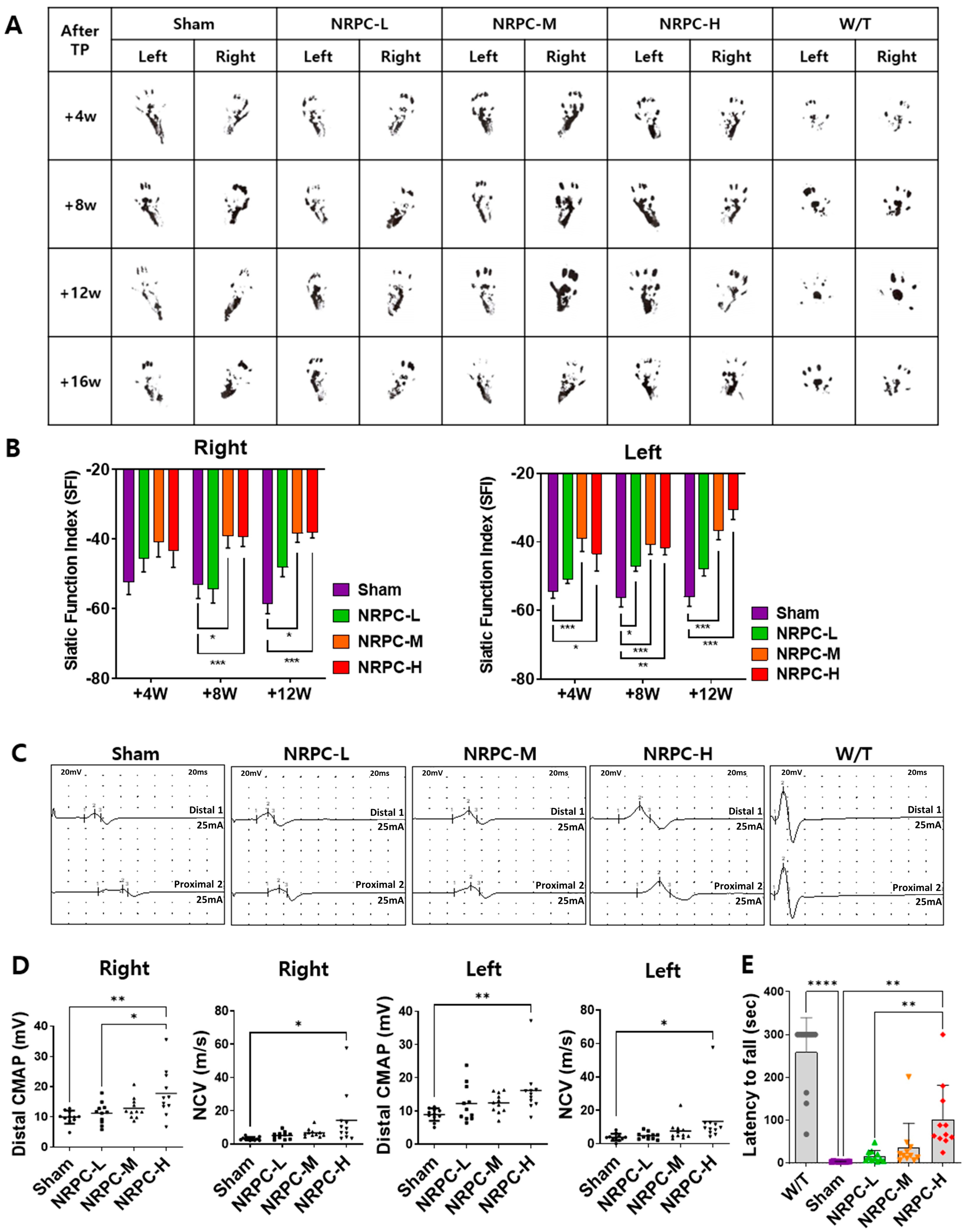 Biomedicines 11 03334 g004