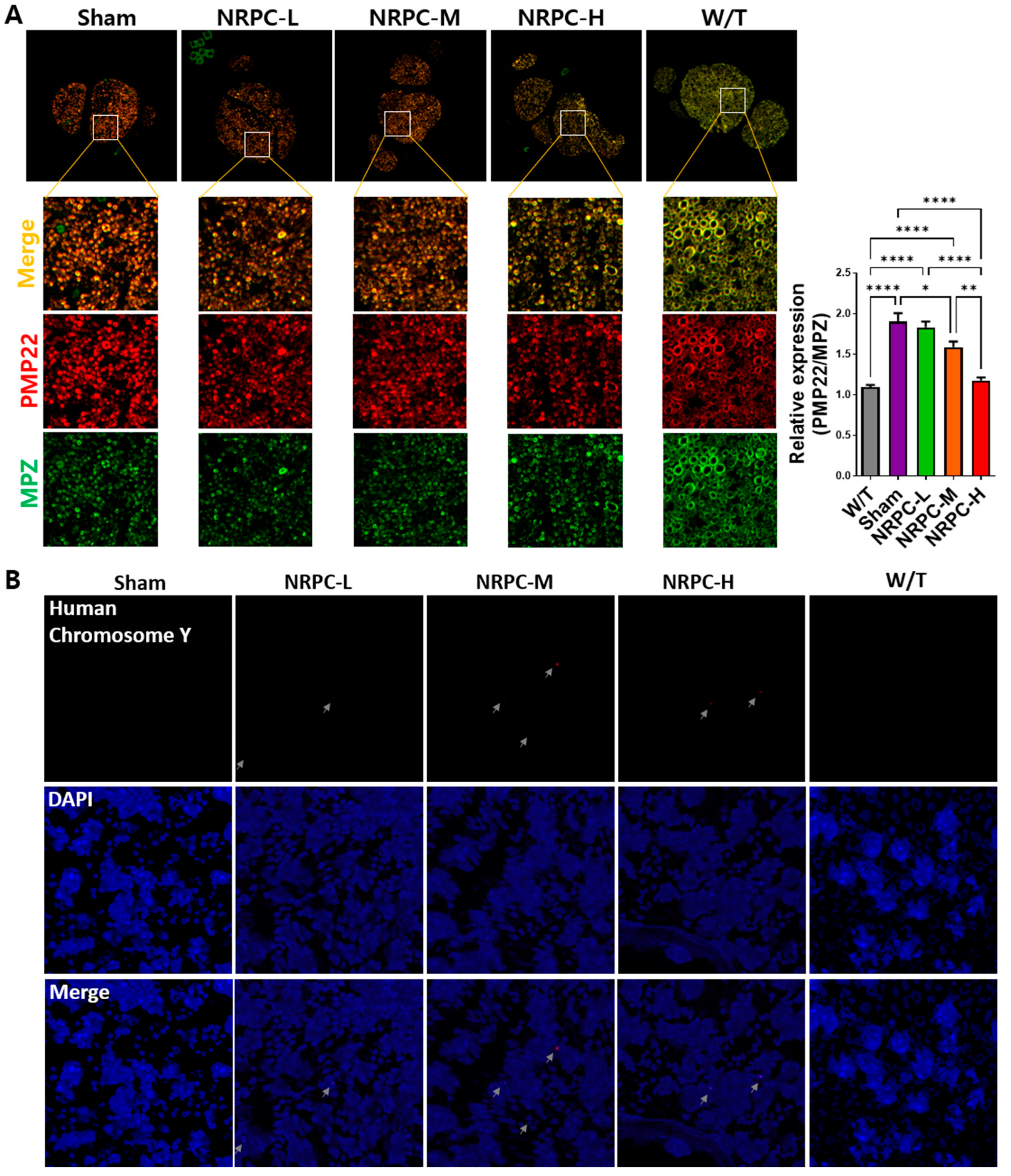 Biomedicines 11 03334 g007