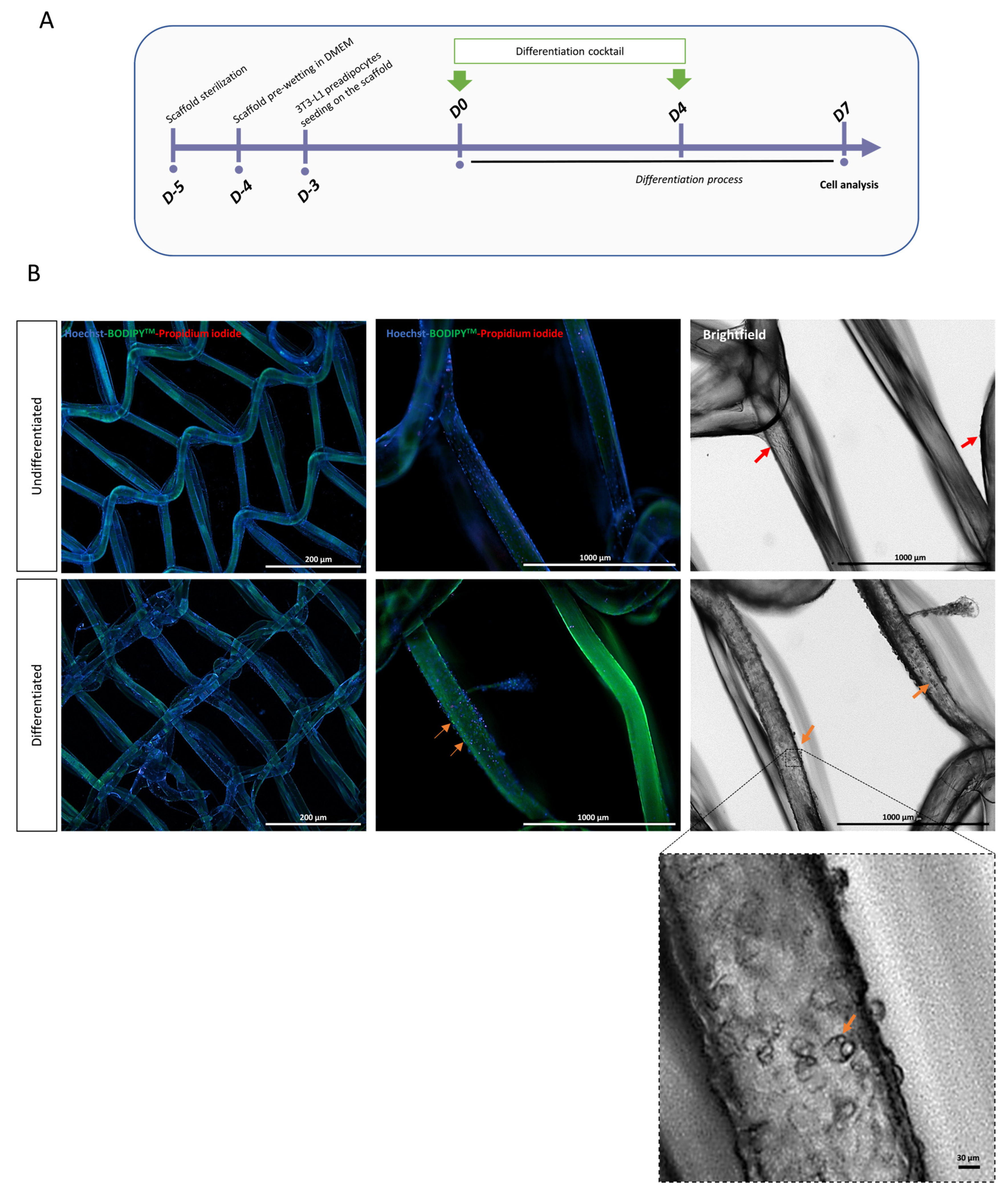 Biomedicines 11 03337 g005 Biomedicines 11 03337 g005